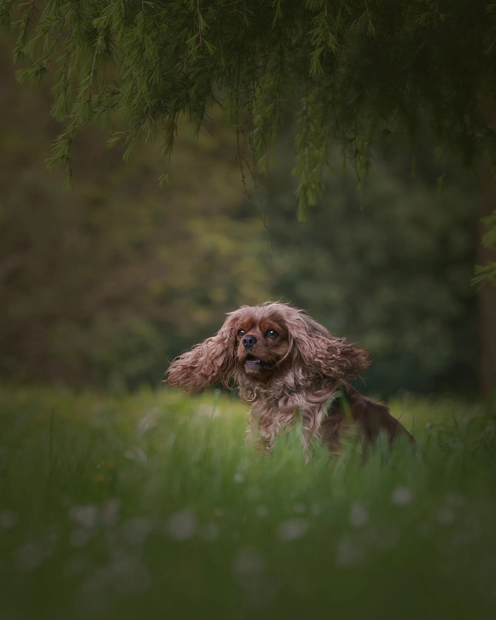 Fine art dog portrait of a happy Cavalier King Charles Spaniel in the grasses under a tree in a Wellington park - Em Boyle Photography