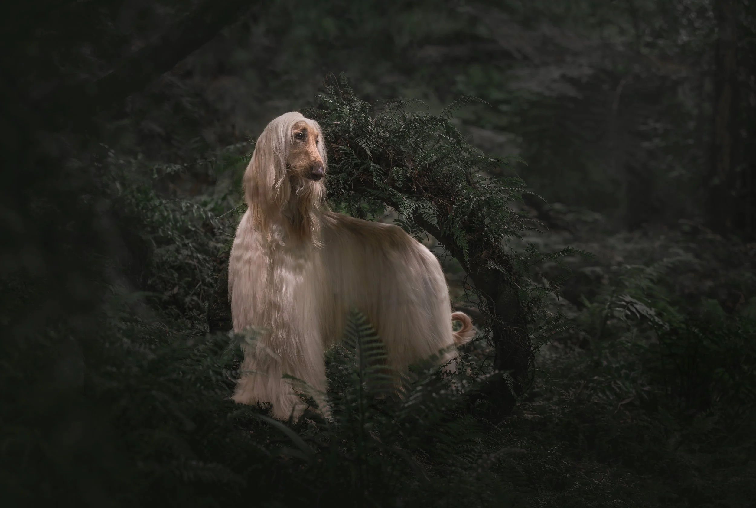 Meet the Paws Project Dogs: January