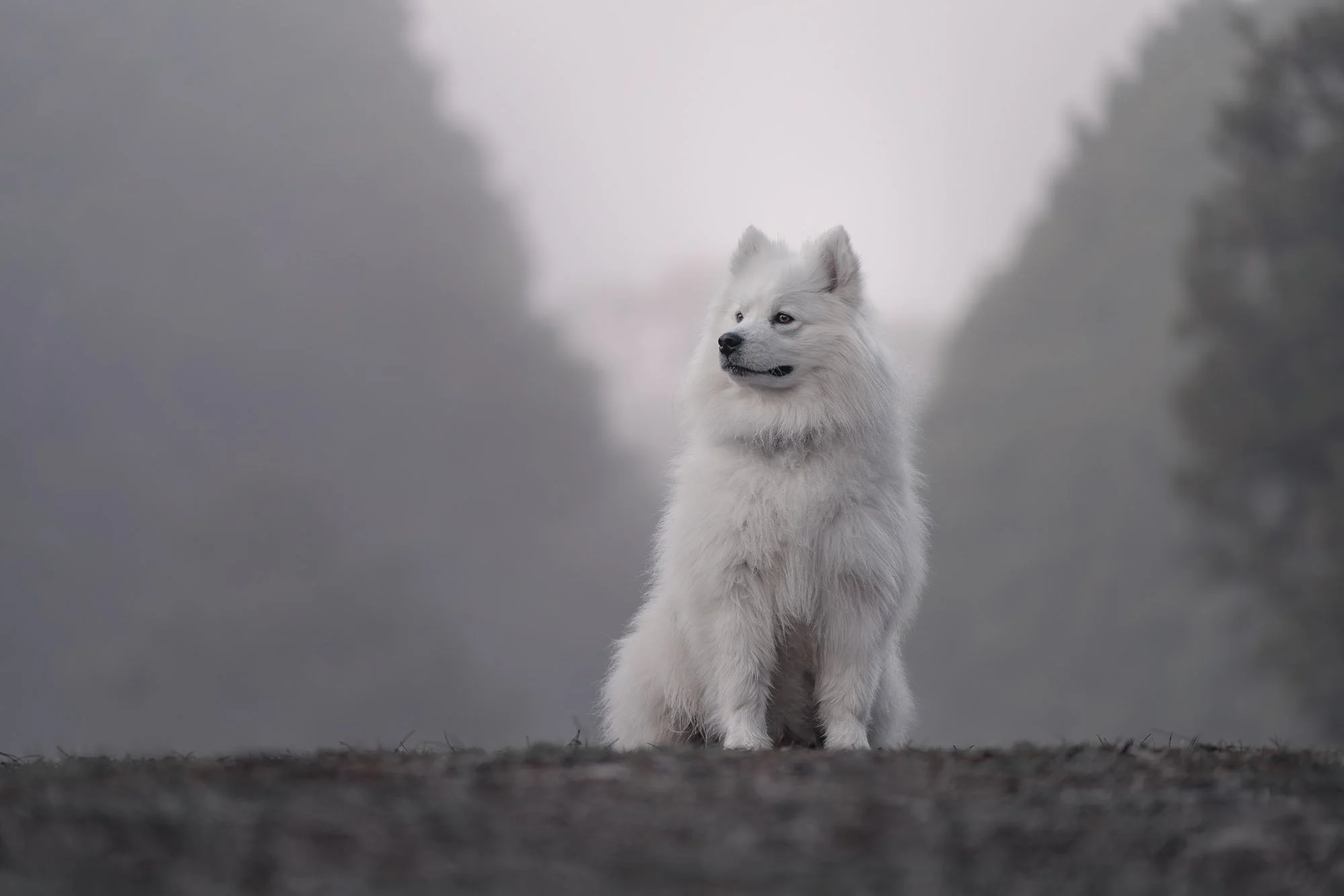 Em Boyle - Dog Photographer - Wellington, NZ-6.jpg