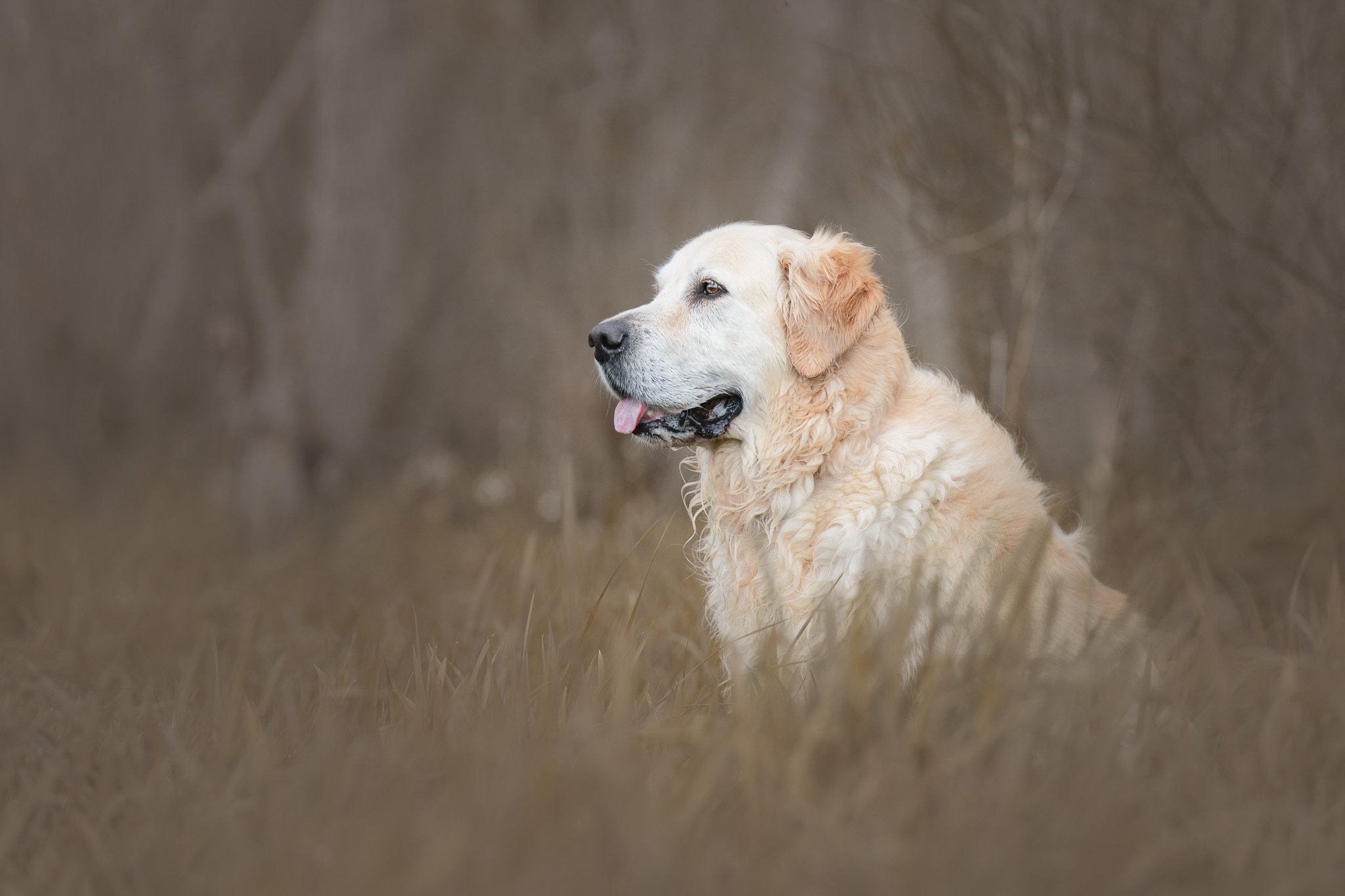 Fine art dog photo of a golden retriever sitting in long grasses in a park in Wellington - Em Boyle Photography