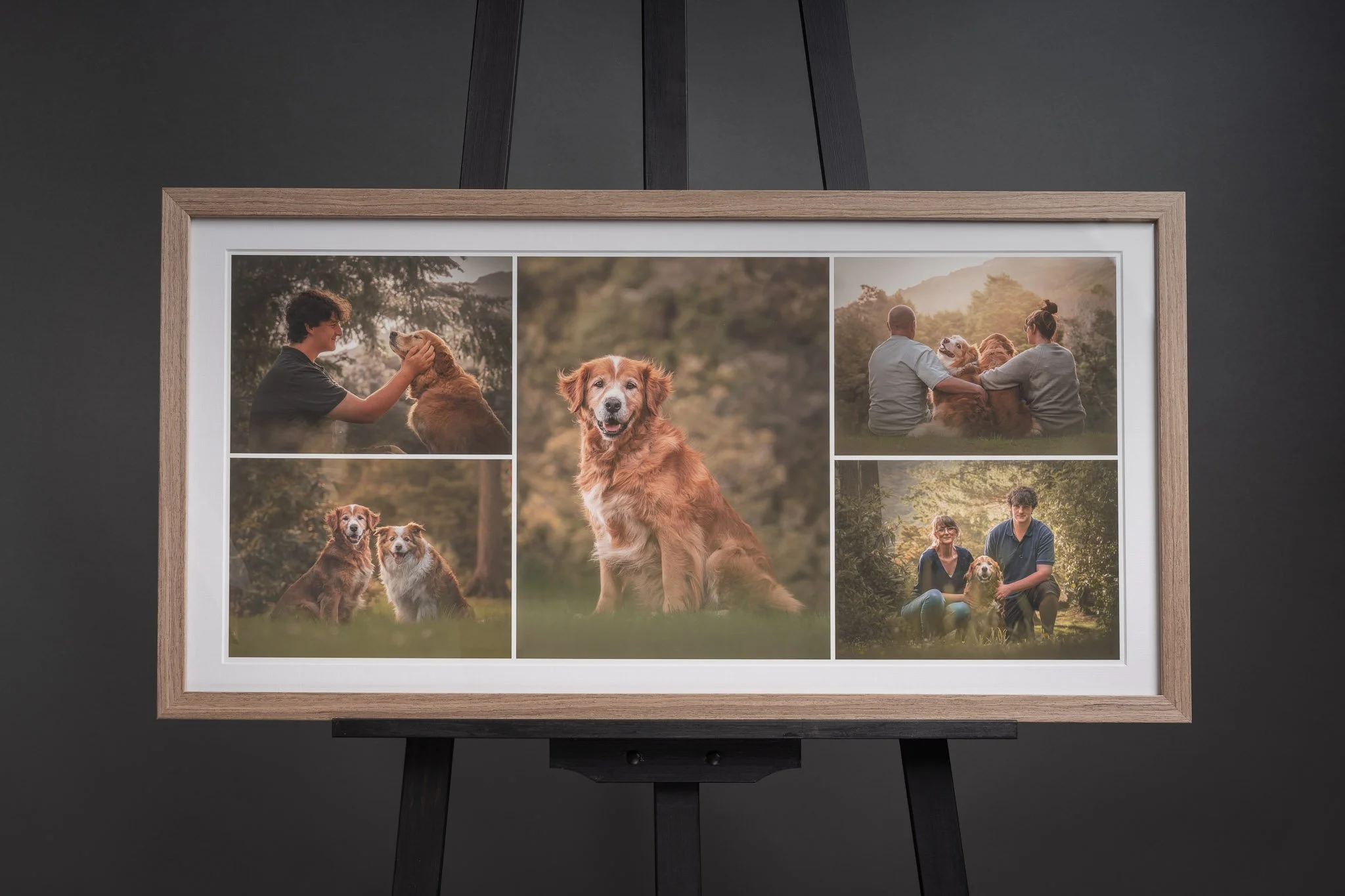 Three framed photos of rough collie dog in Wellington