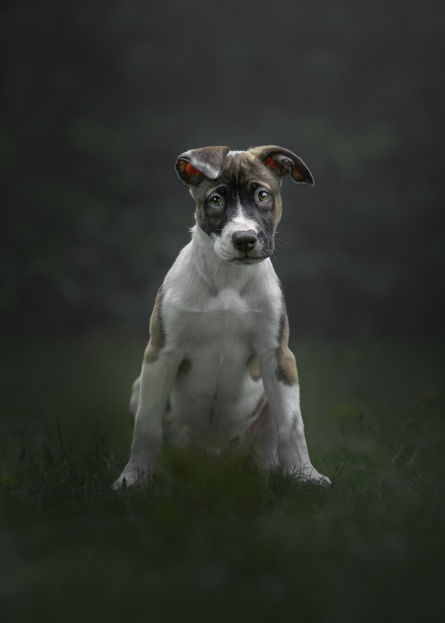 A young puppy with a brindle and white coat sitting on grass, looking at the camera with a curious expression, against a blurred dark background.