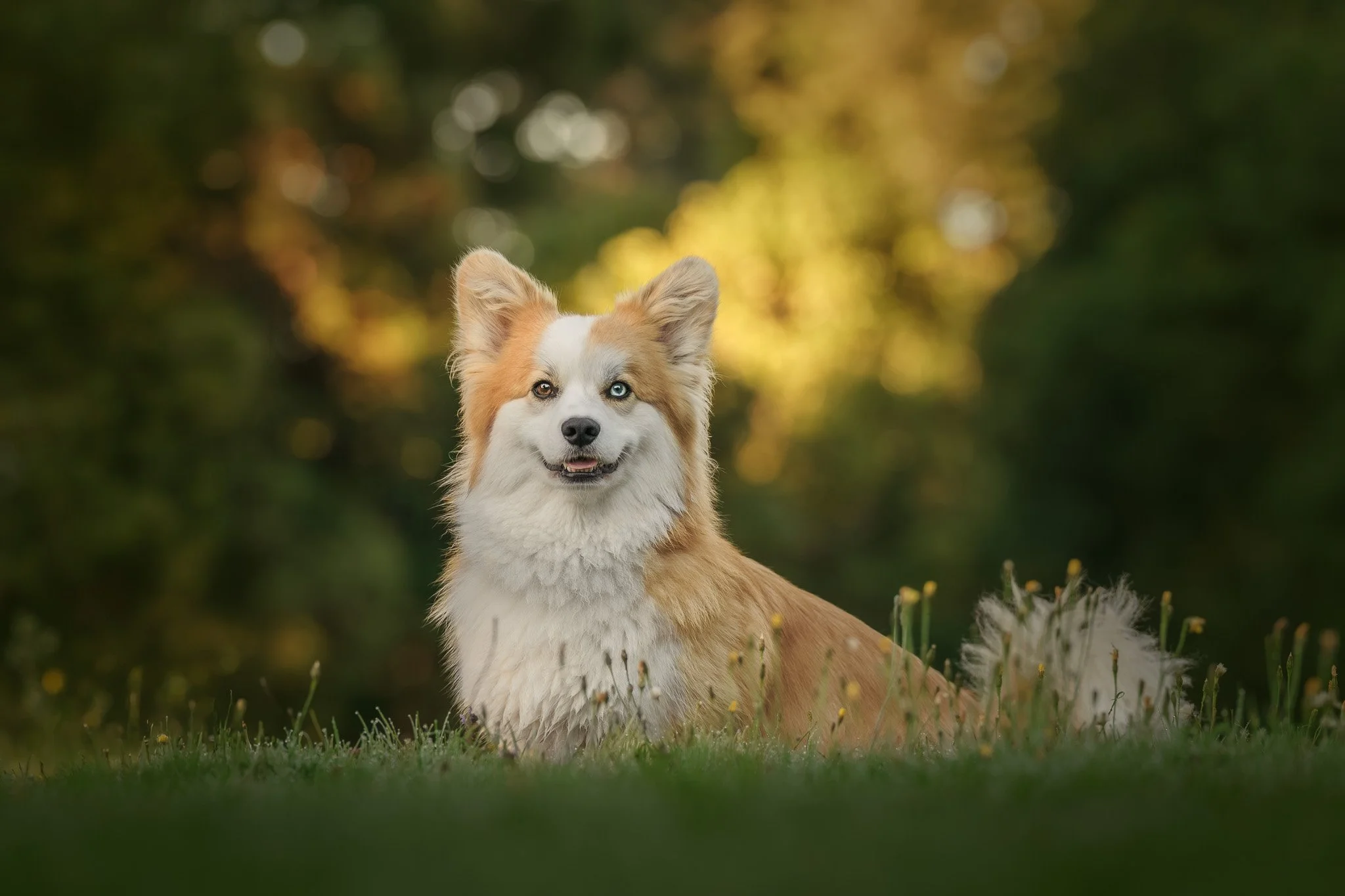 Photography of young girl and rough collie at tea party in Lower Hutt