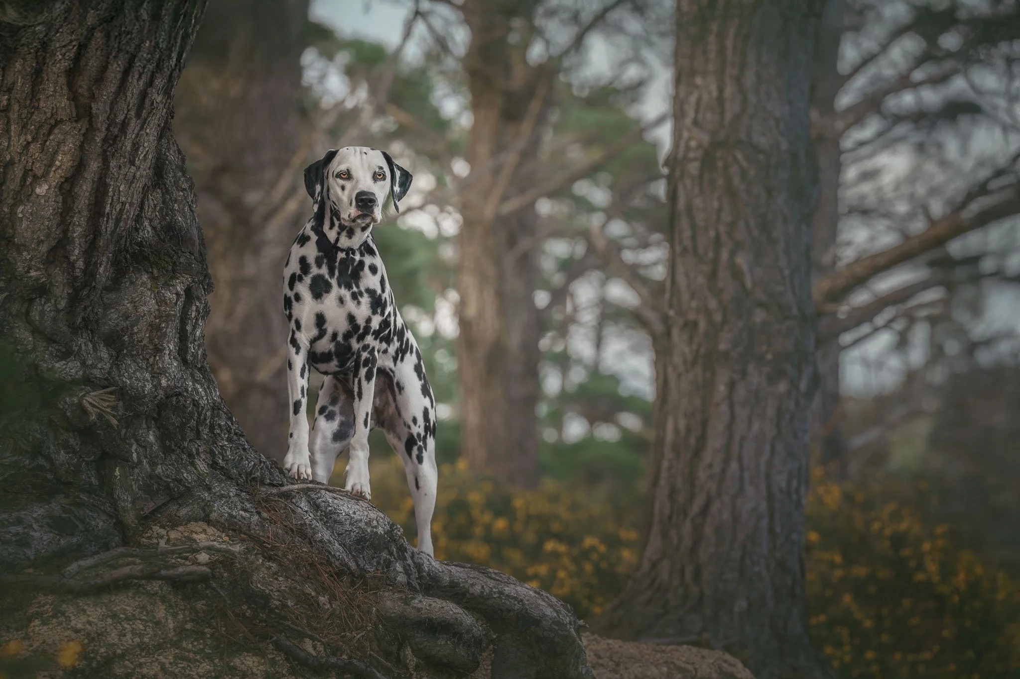 Fine art dog photo of a Dalmatian standing on a tree root in a forest in Wellington - Em Boyle Photography