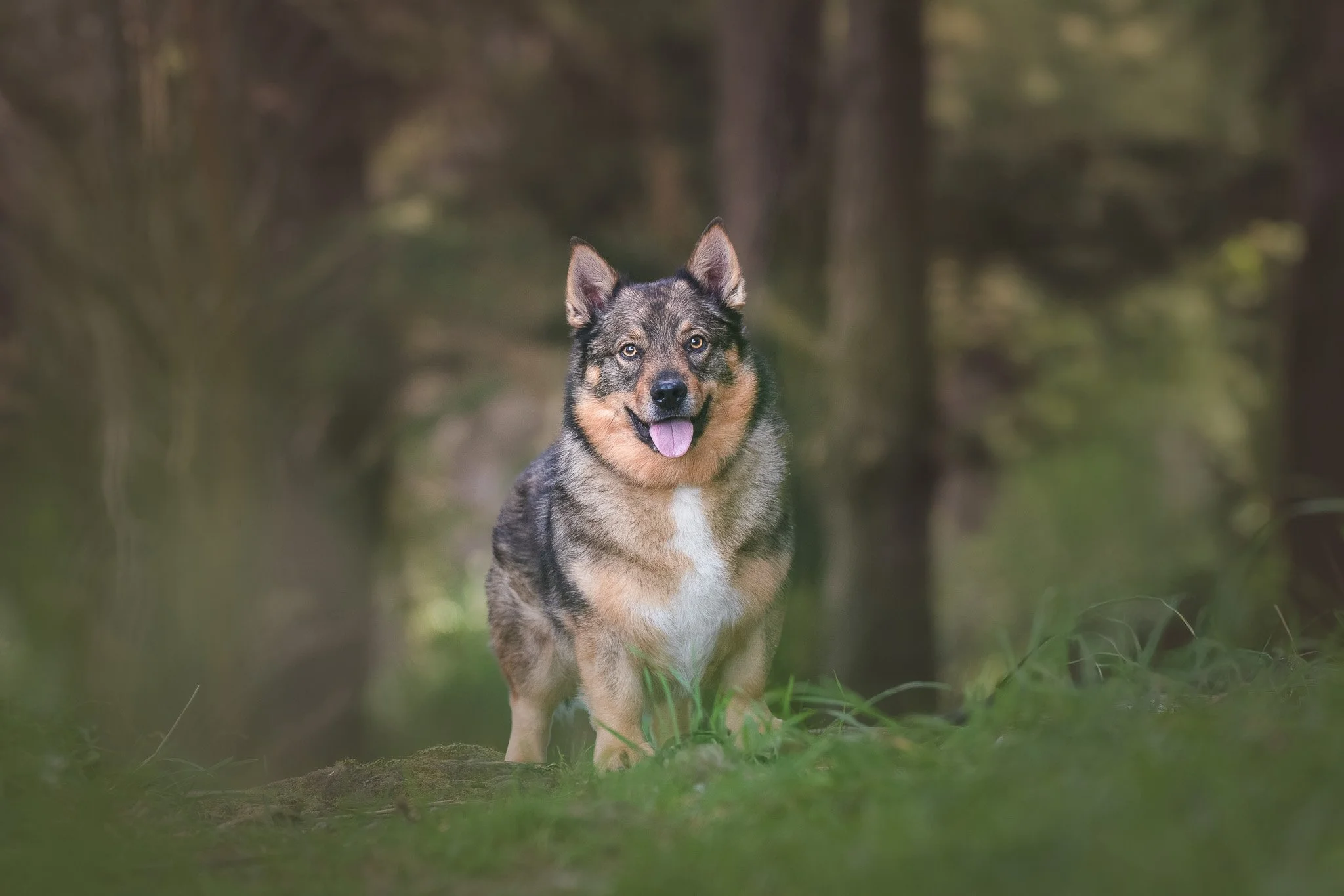 Fine art photo of a Swedish Vallhund standing on a path in a Wellington forest - Em Boyle Photography