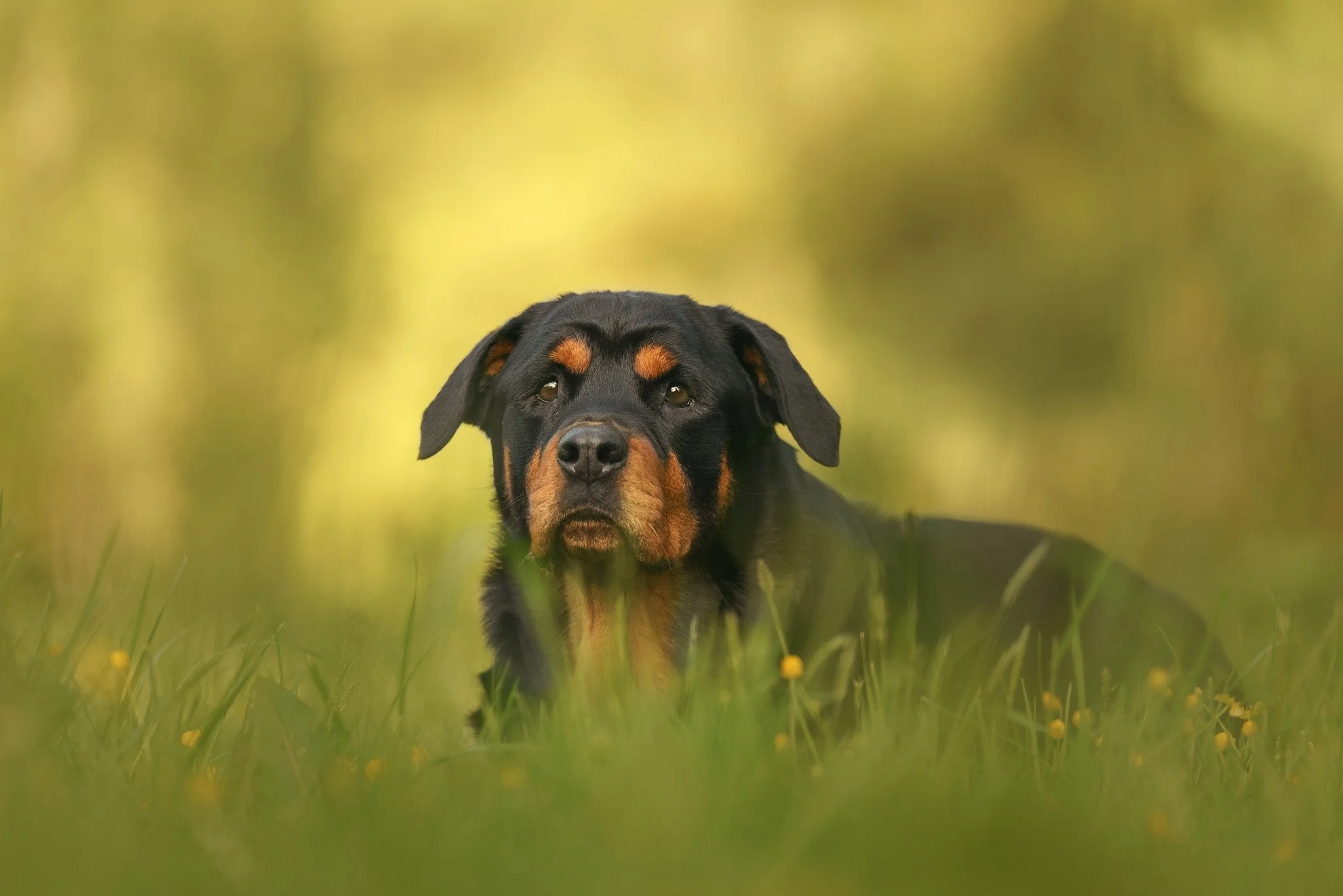 Fine art dog portrait of a Rottweiler lying in the grass at golden hour in a park in Wellington - Em Boyle Photography