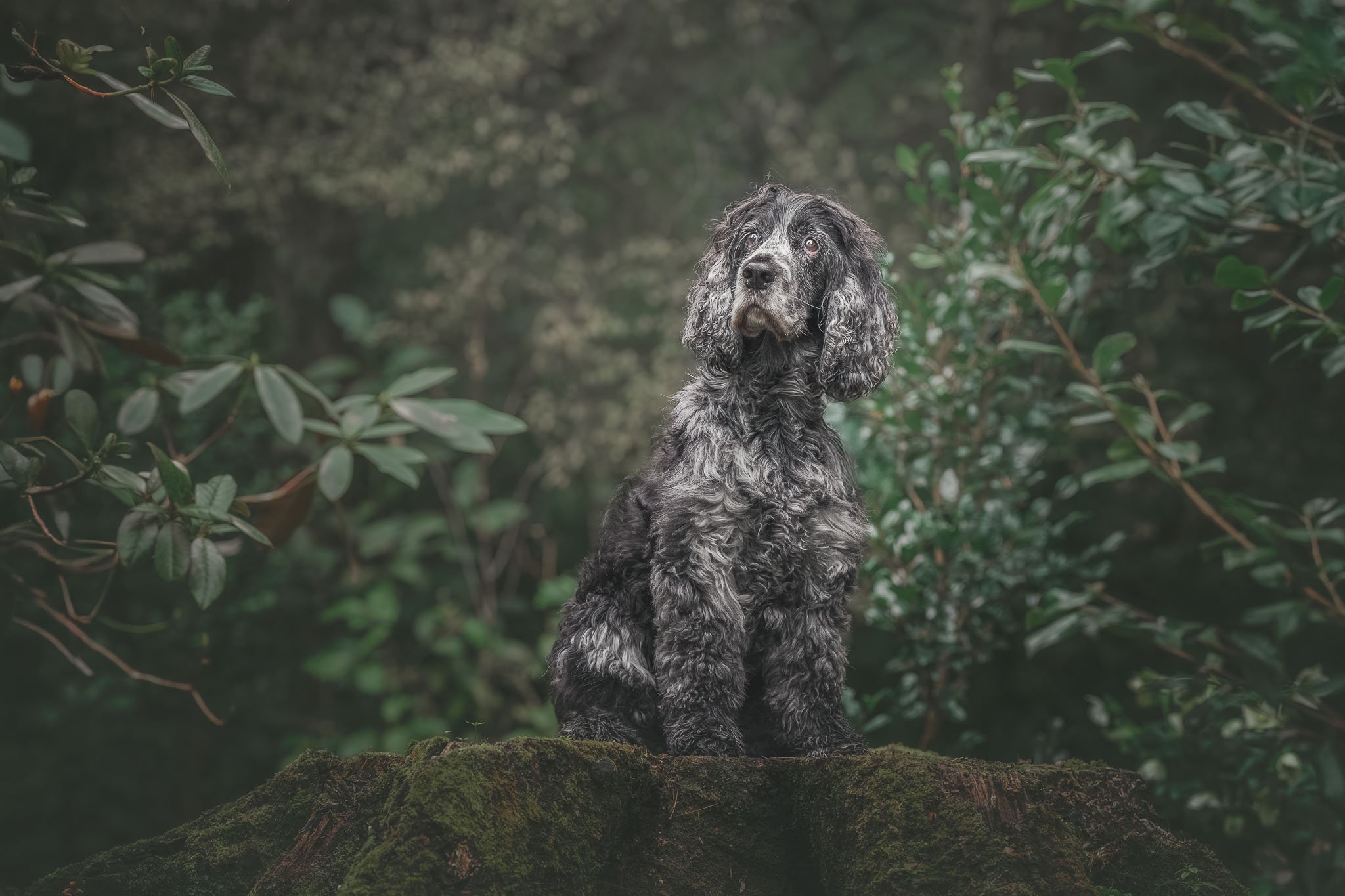 Fine art dog image of a senior cocker spaniel sitting on a tree stump in a Wellington park - Em Boyle Photography
