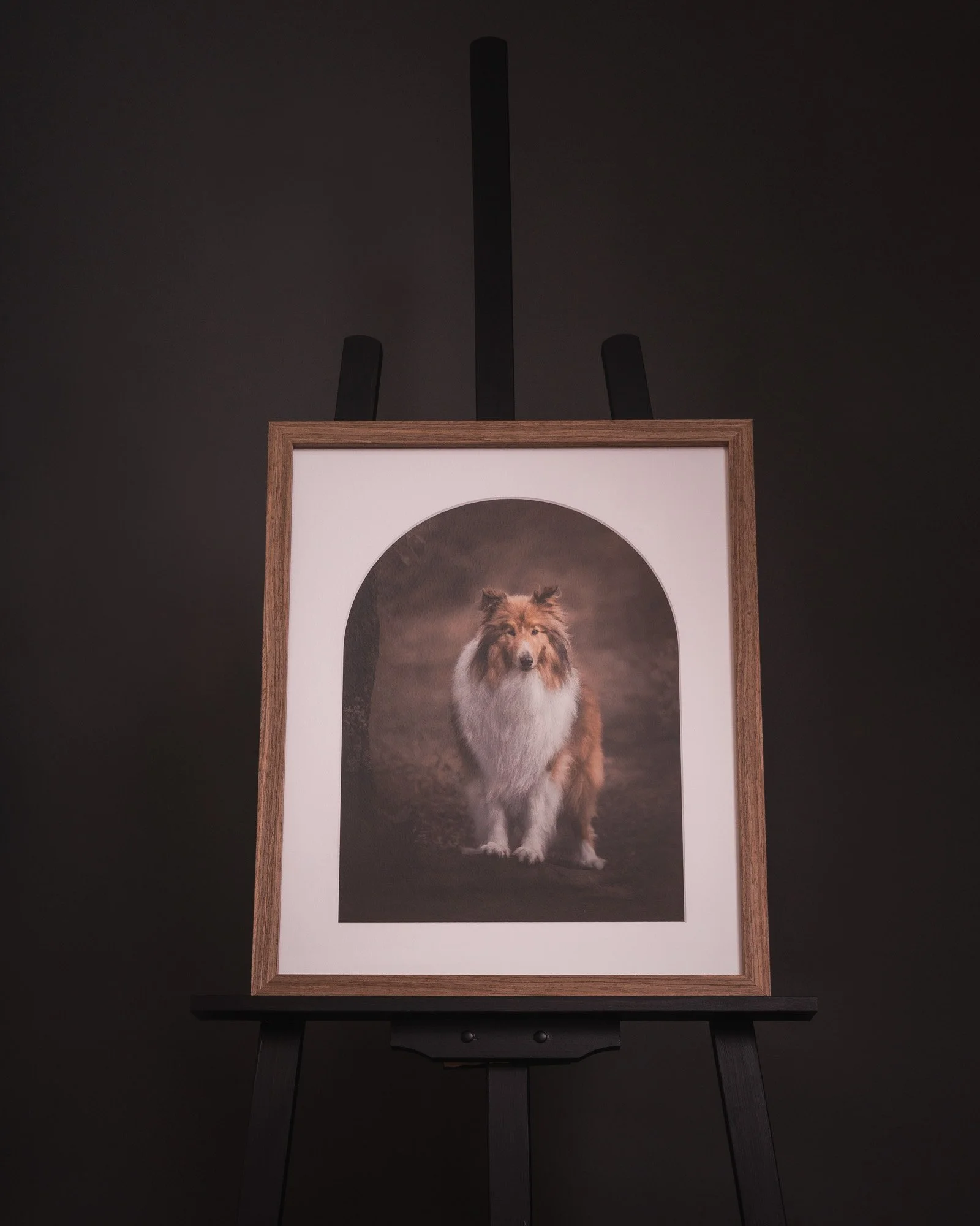 Framed Print of a dog in arch mat by Em Boyle Photography in Wellington