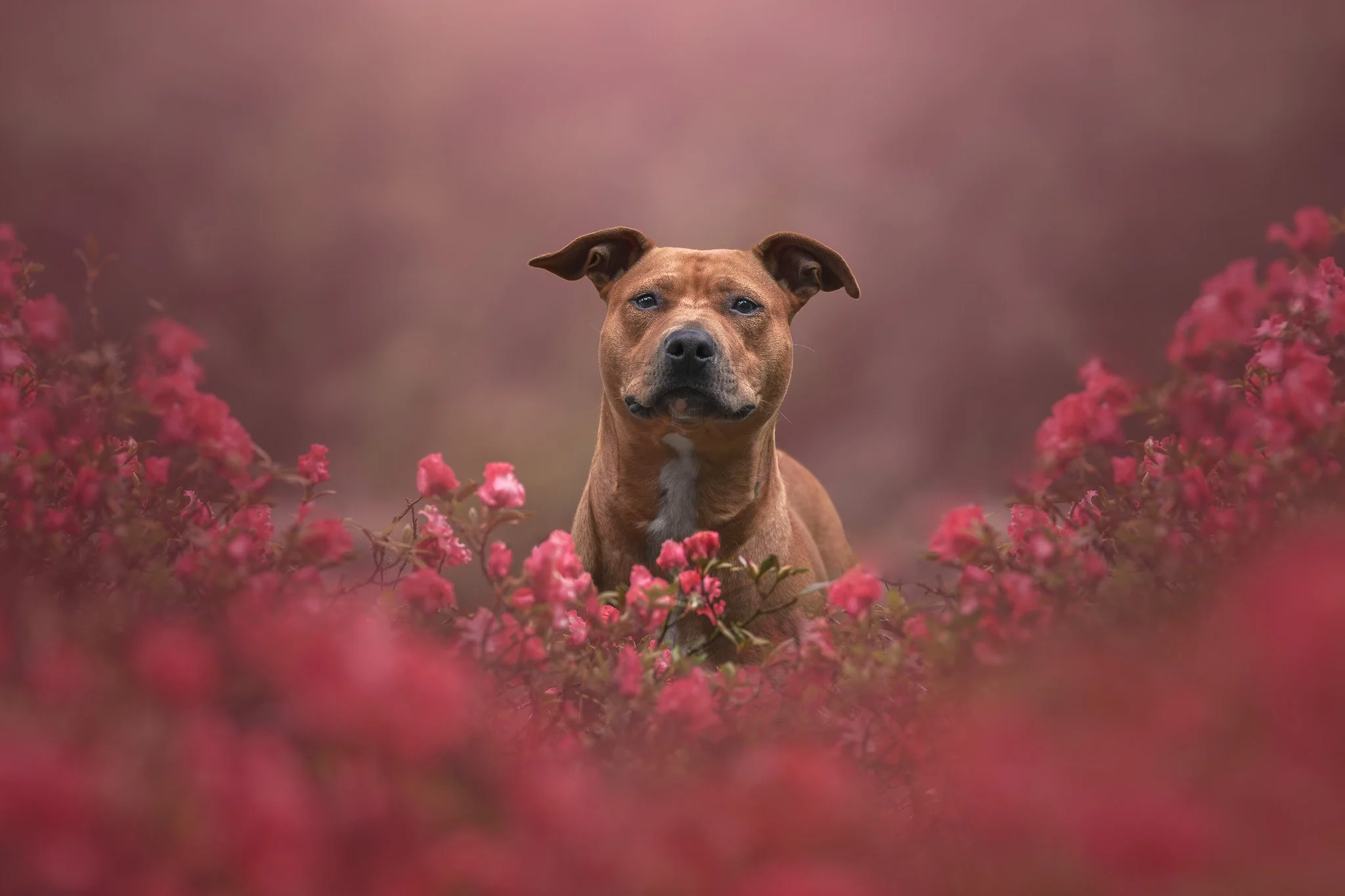 Fine art dog portrait of a mixed breed dog amongst pink roses in a park in Wellington - Em Boyle Photography