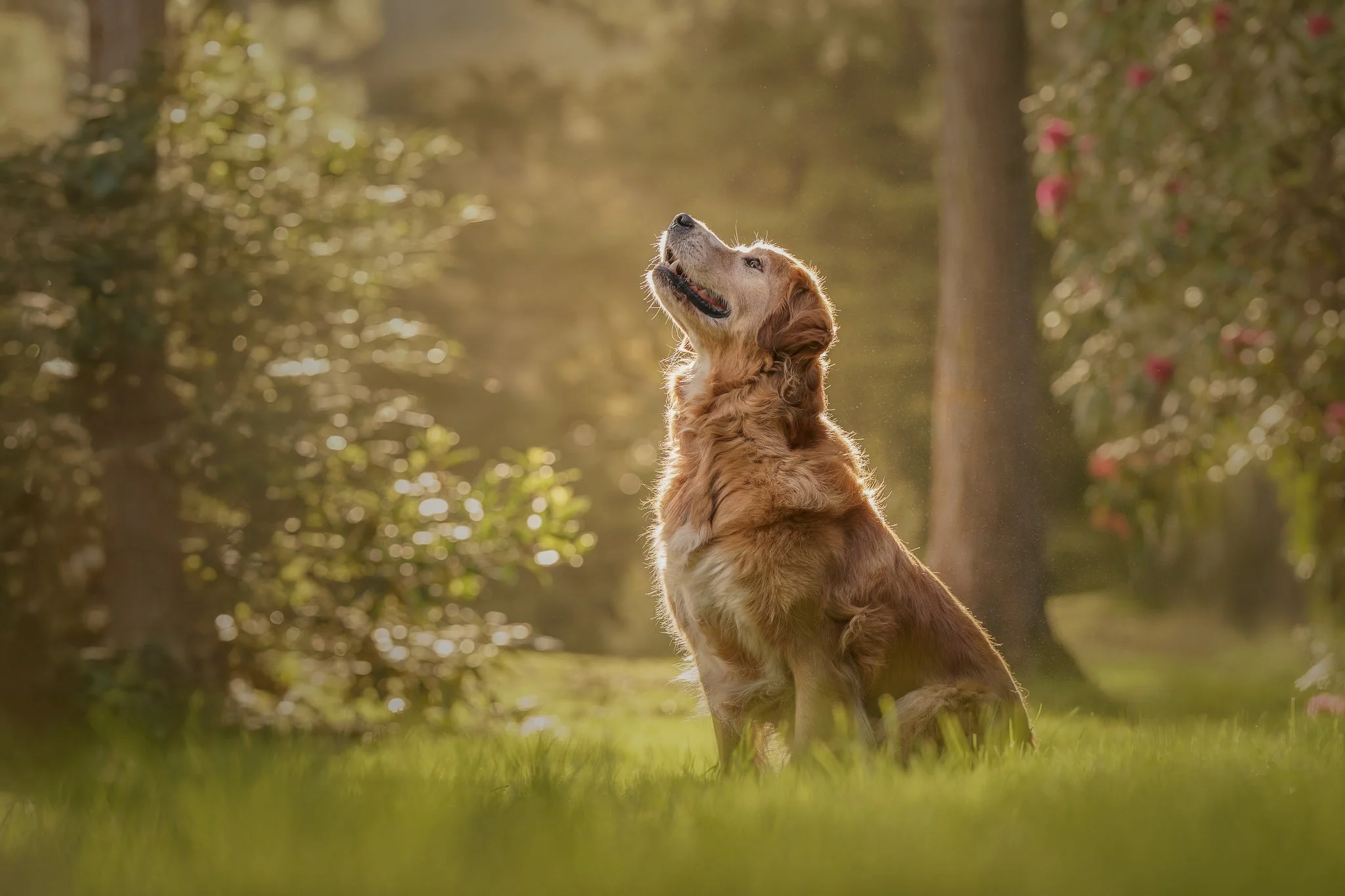 Happy golden retriever at golden hour in Upper Hutt park during end of life dog photography session