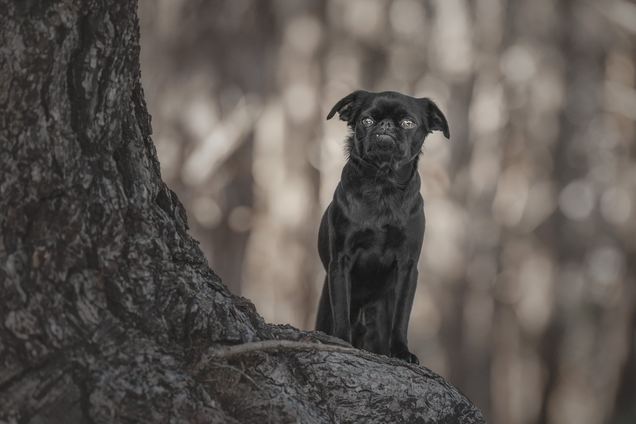 Fine art portrait of a Brussels Griffon standing on a tree root in a Wellington forest - Em Boyle Photography