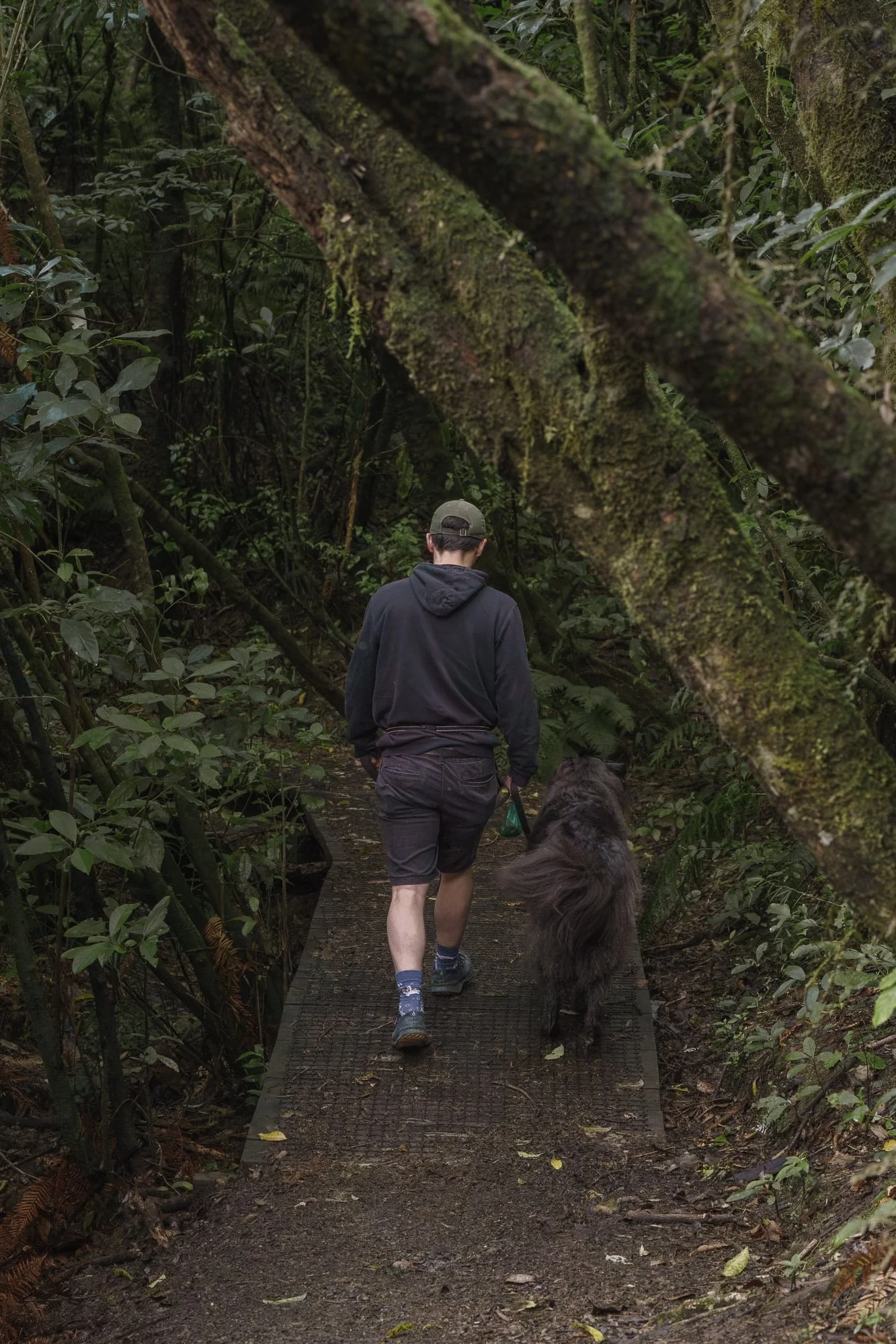 Man walks dog through native bush at dog friendly walk Horoeka Reserve in Lower Hutt