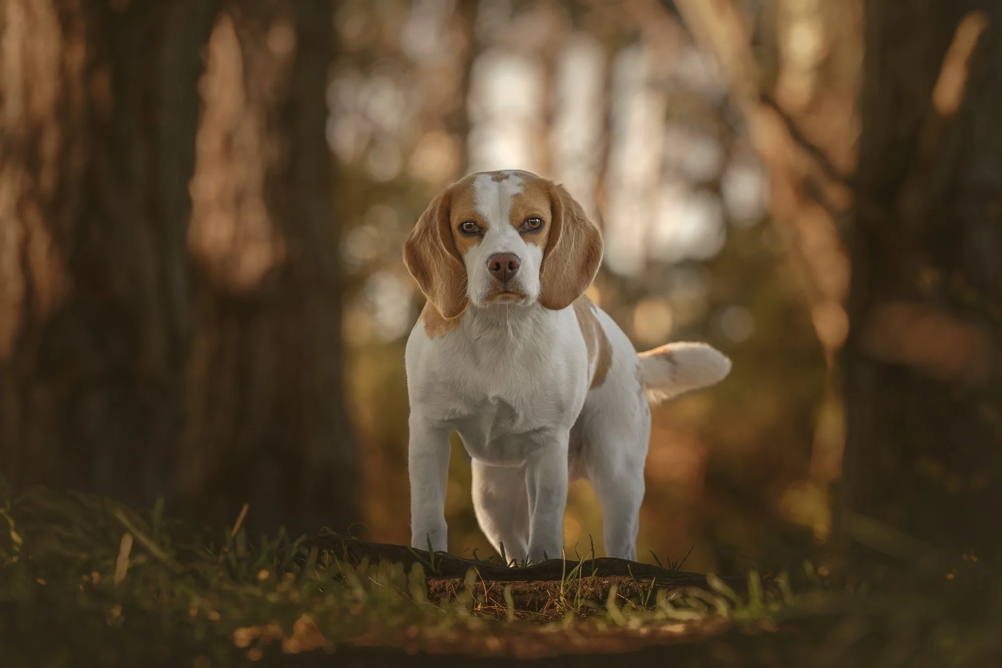 Meet the Paws Project Dogs: July