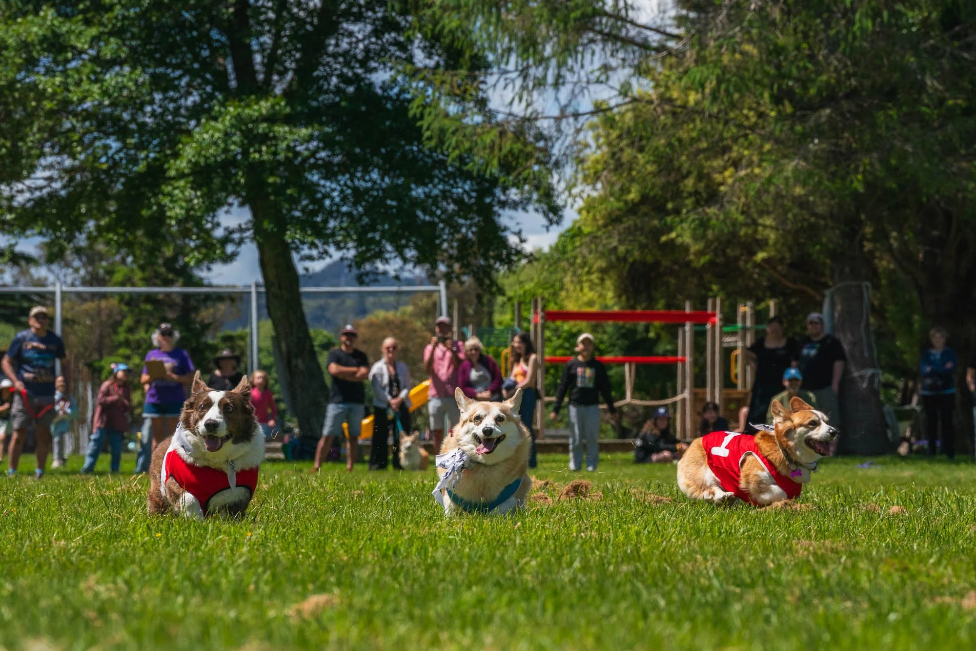 7th Annual BlackHawk Corgi Races » Em Boyle Photography