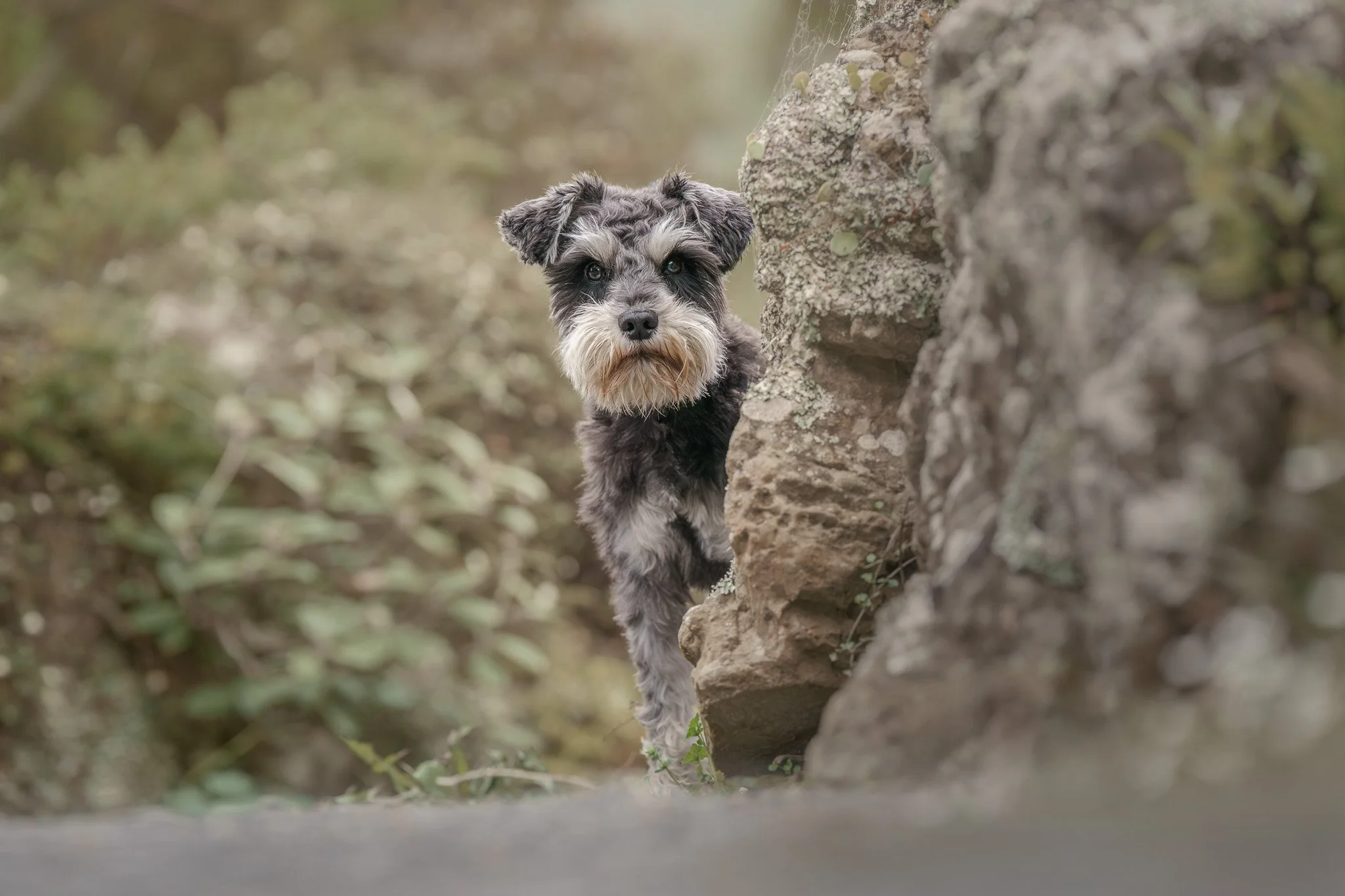 Fine art dog portrait of a Miniature Schnauzer peeping behind a rock in a Wellington park - Em Boyle Photography