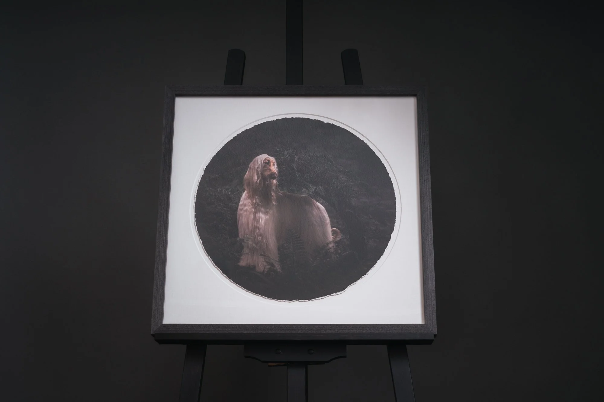 Framed wall art of fine art dog photography by Em Boyle