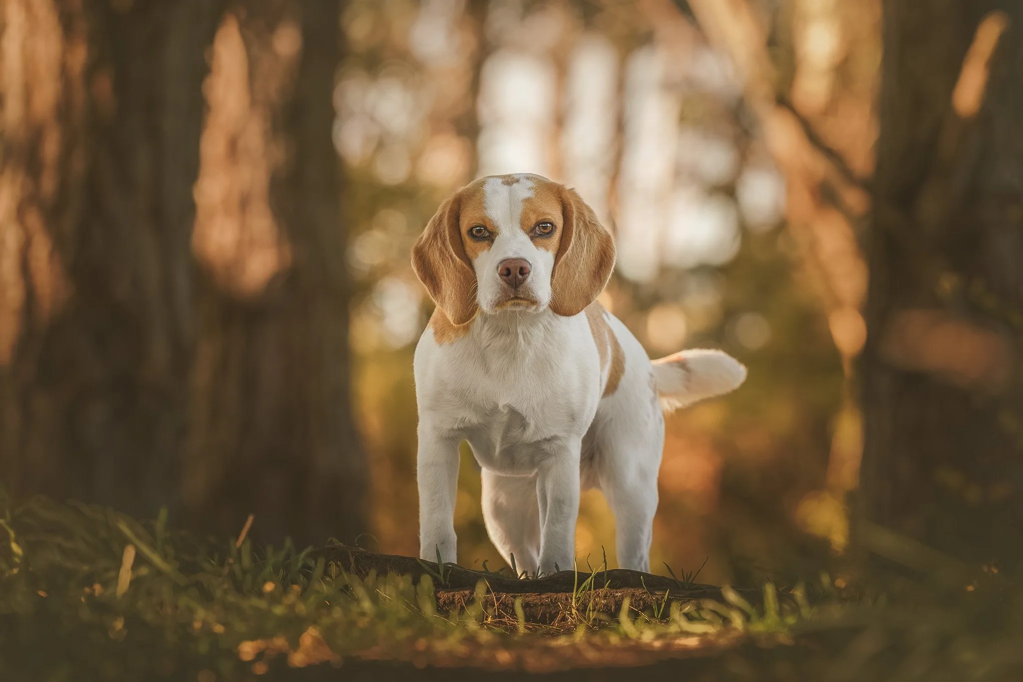 Fine art dog photo of a Beagle standing in a Wellington forest at golden hour - Em Boyle Photography