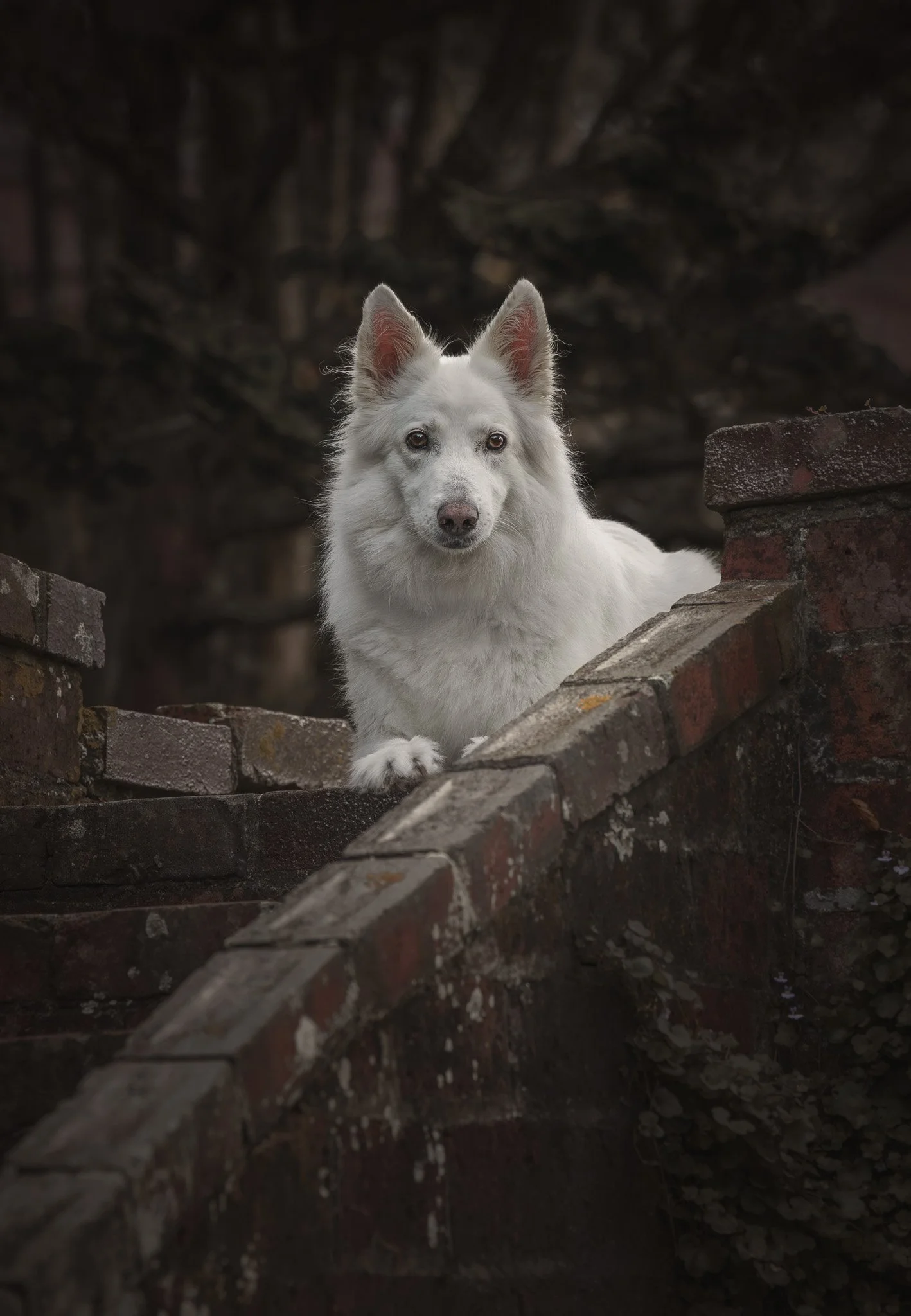 Fine art dog photo of a White Swiss Shepherd sitting at the top of some brick stairs at a park in Wellington - Em Boyle Photography
