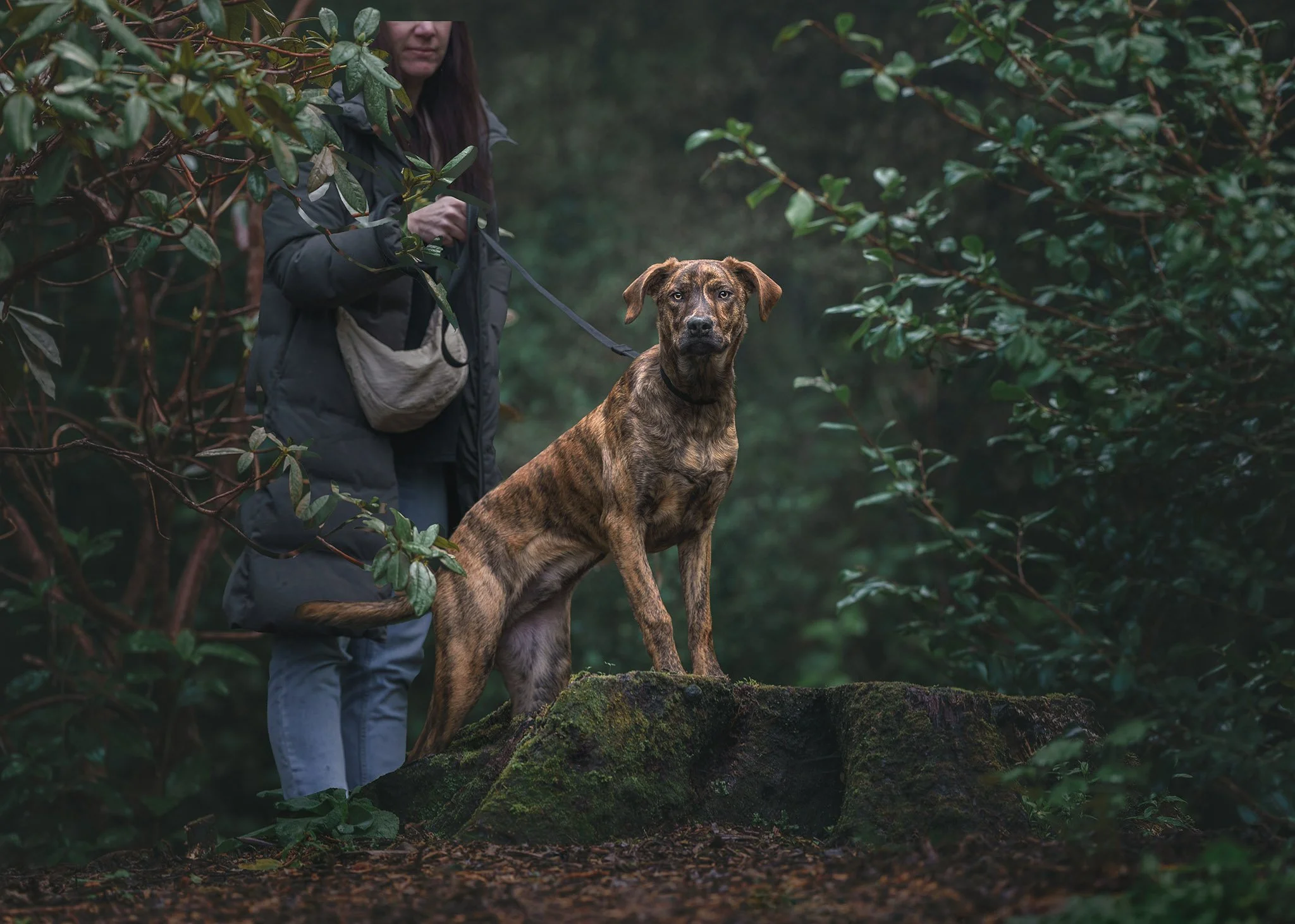 Dog standing on a tree stump in Upper Hutt during dog photography session with owner holding lead