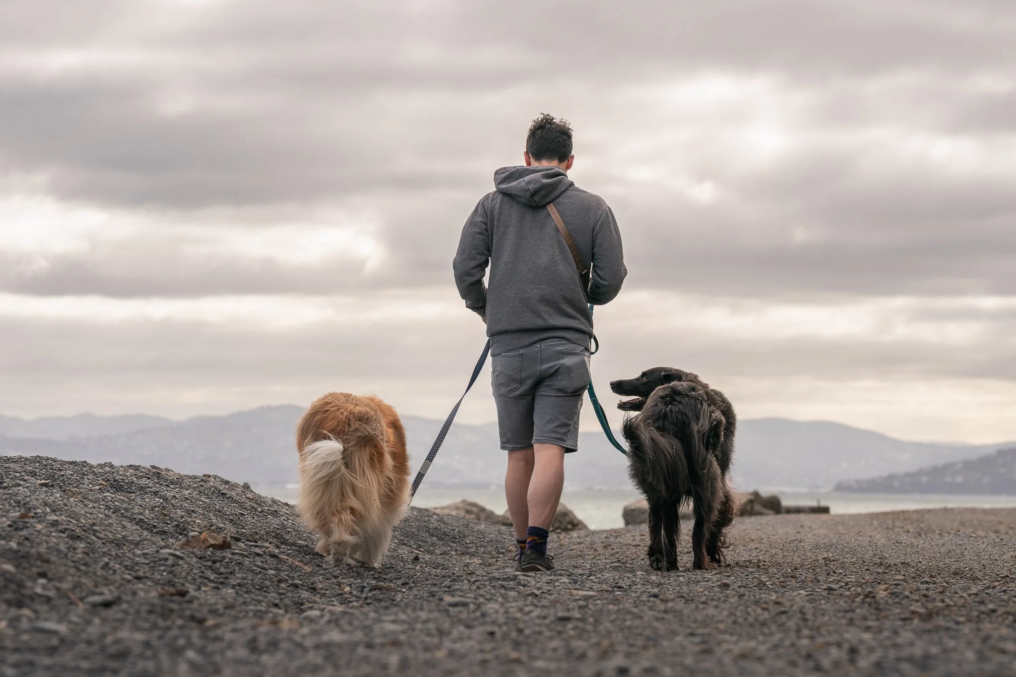 Man walking two dogs at Pencarrow Coast Rd dog friendly walk in Lower Hutt