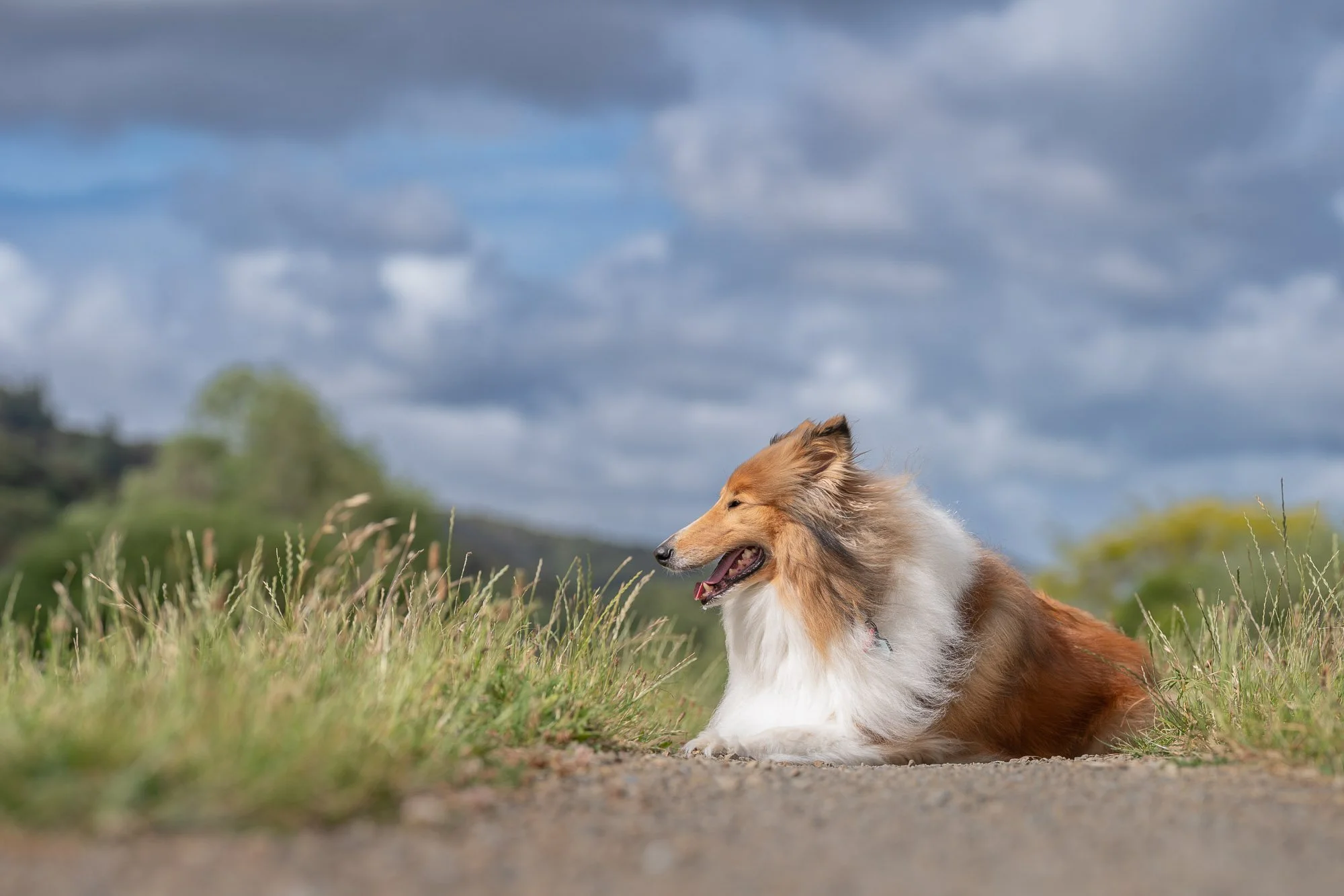 Rough collie laying down on dog friendly walk at Manor Park in Lower Hutt