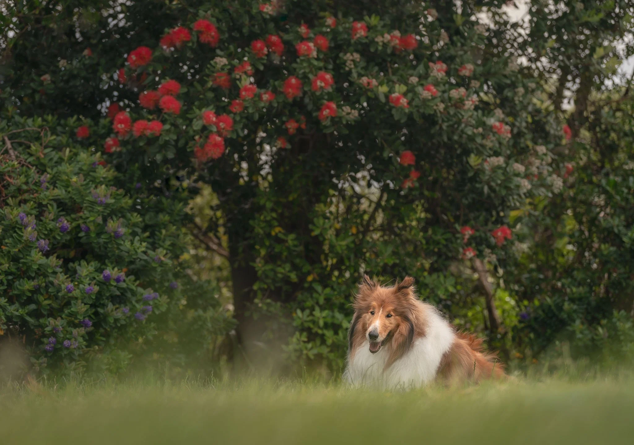Dog lays on grass at offlead dog walk at McEwan Park, Lower Hutt