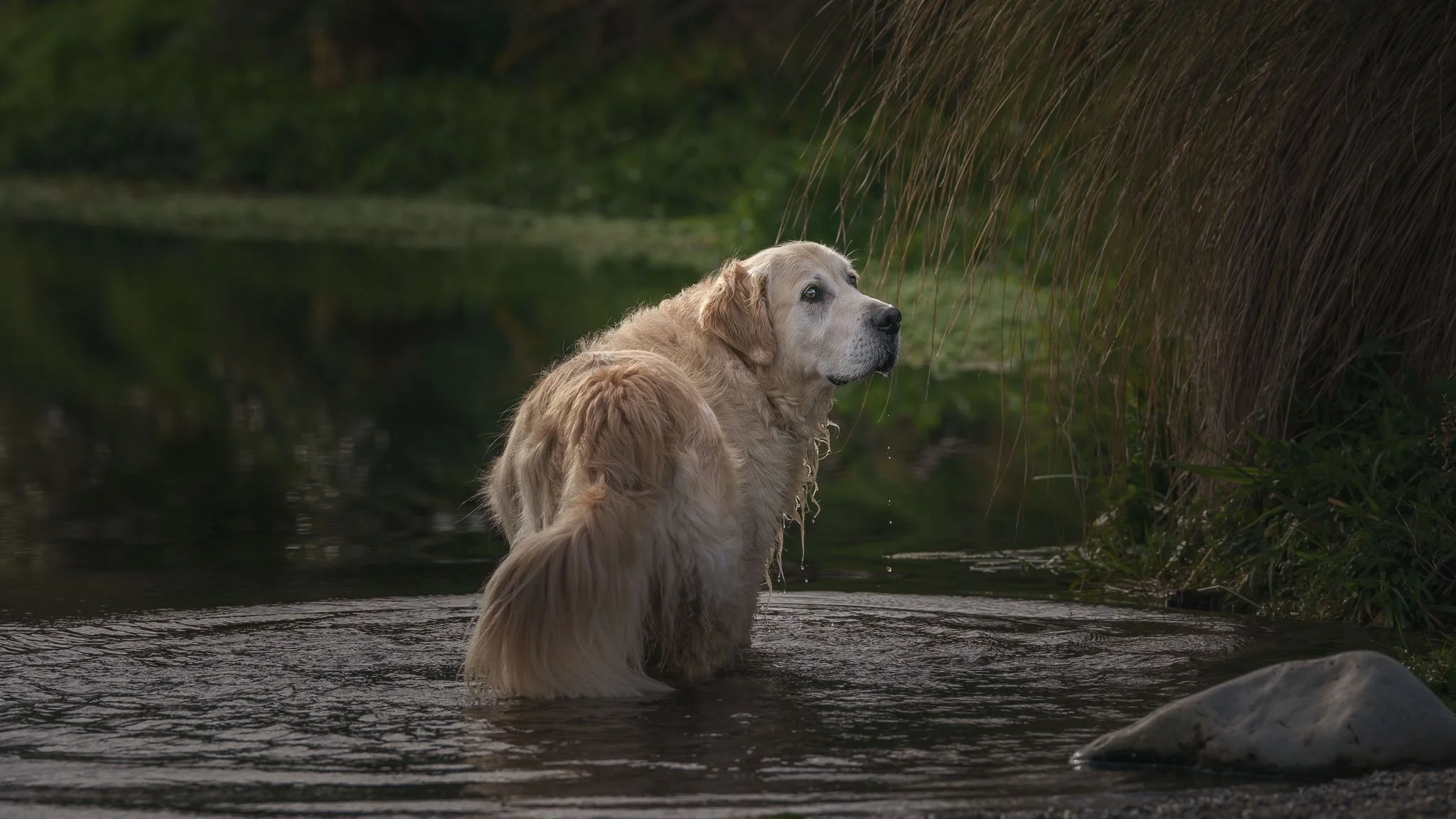 Fine art dog photo of a golden retriever in a Wellington river dribbling water - Em Boyle Photography