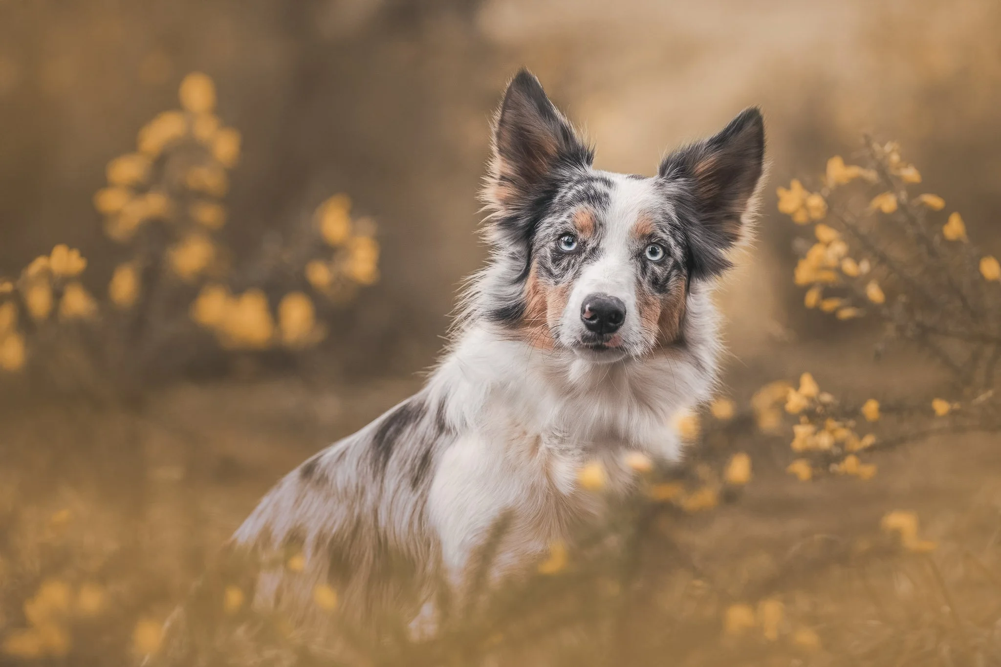 Fine art dog portrait of a border collie amongst some gorse in a Wellington park - Em Boyle Photography