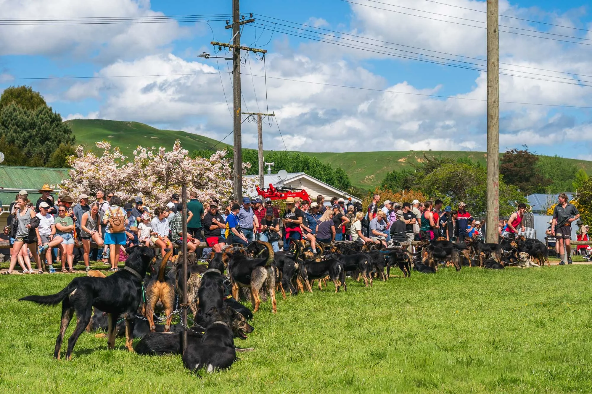 Shemozzle Blog-2.jpg