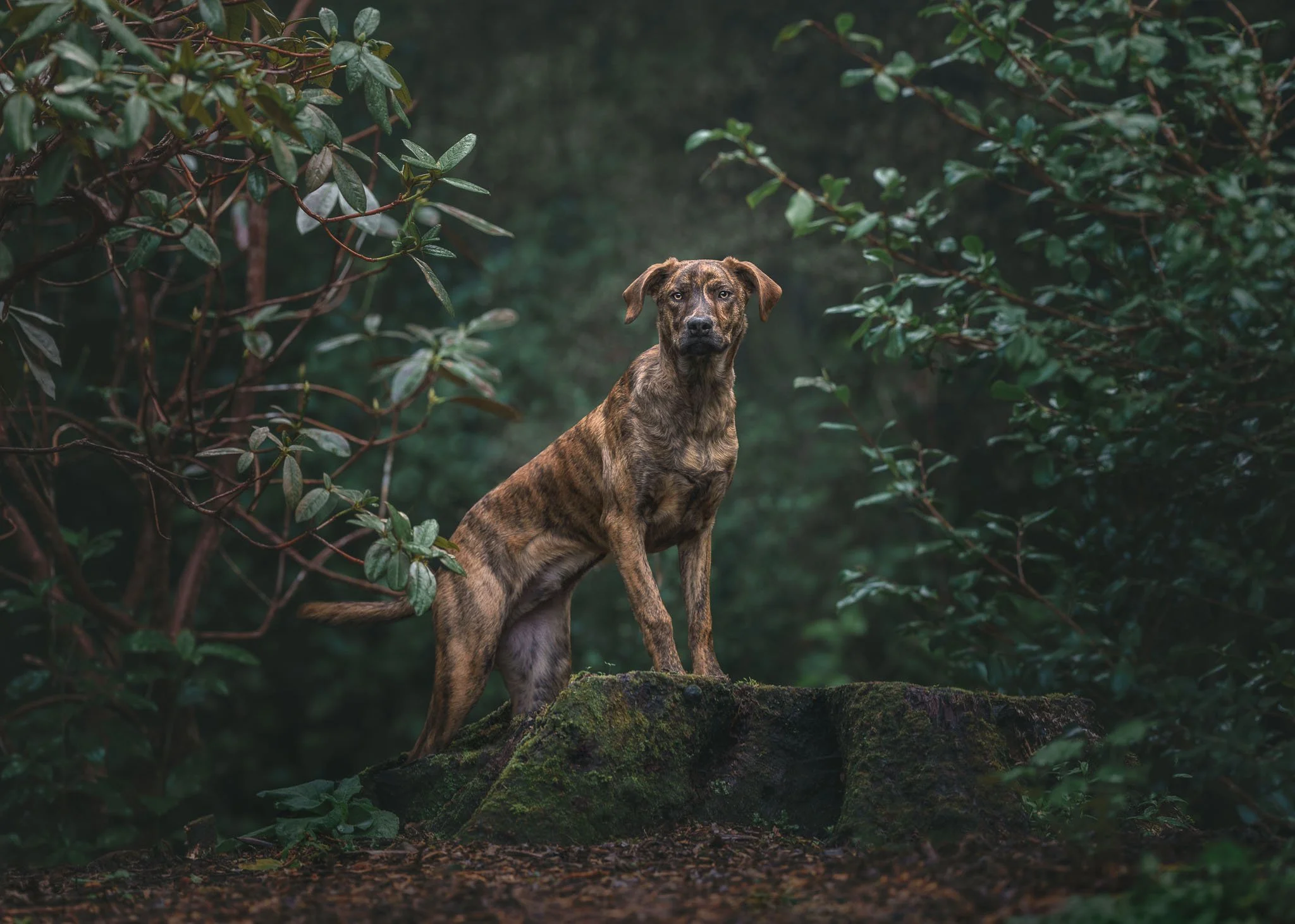 Dog standing on a tree stump in green bush inUpper Hutt during a fine art dog photography session