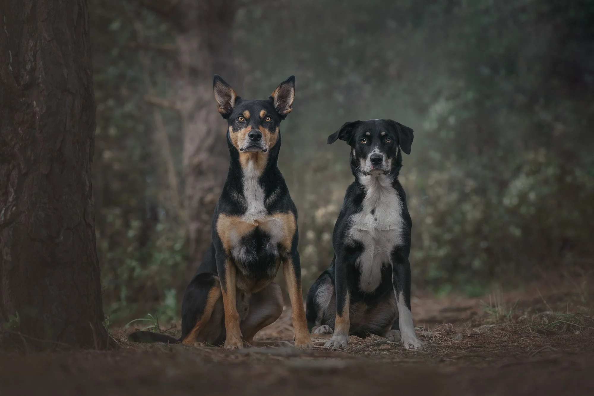 Meet the Paws Project Dogs: May