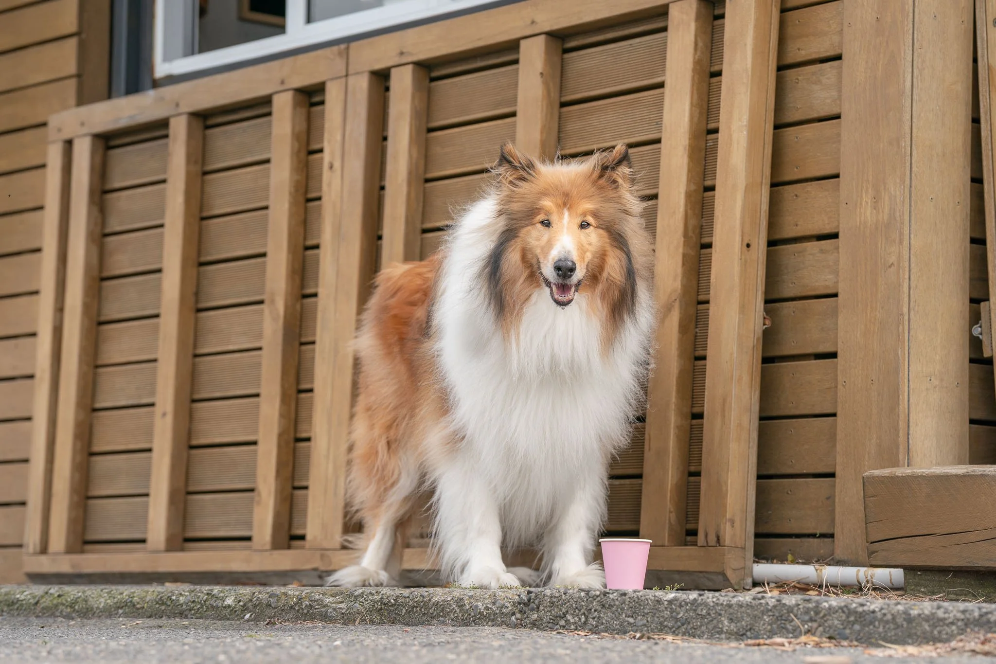 Dog has a puppacinno at Petone Foreshore dog walk in Lower Hutt