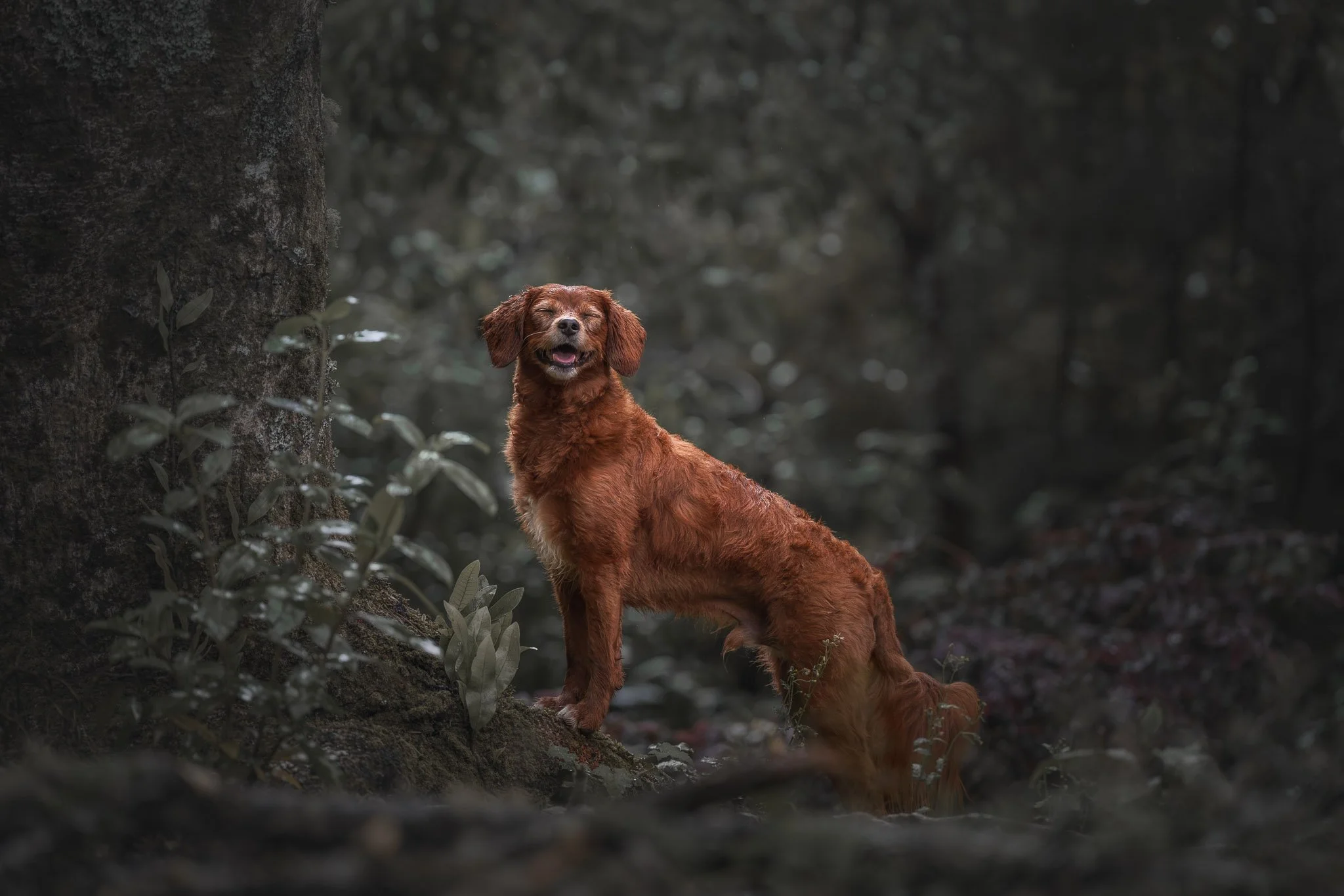 Fine art dog portrait of a Cavoodle standing on a tree root with it's eyes closed in the rain in a Wellington forest - Em Boyle Photography