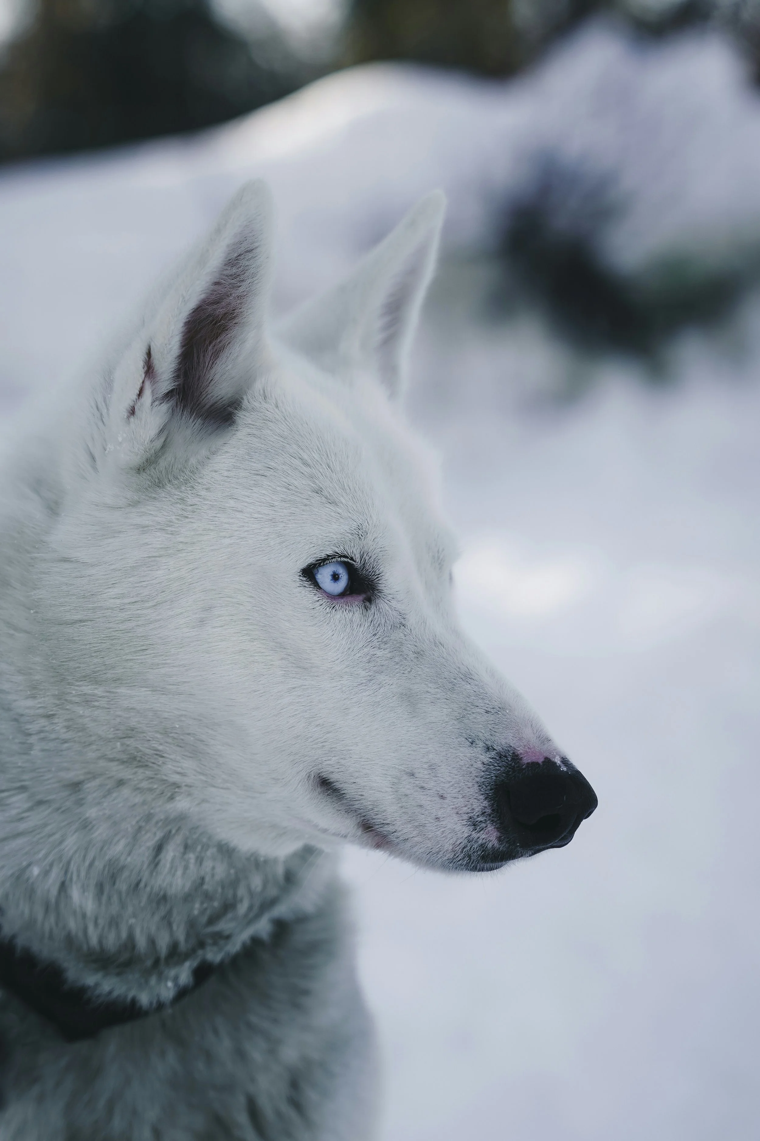Close-up of a white Siberian Husky dog with blue eyes in a snowy environment.
