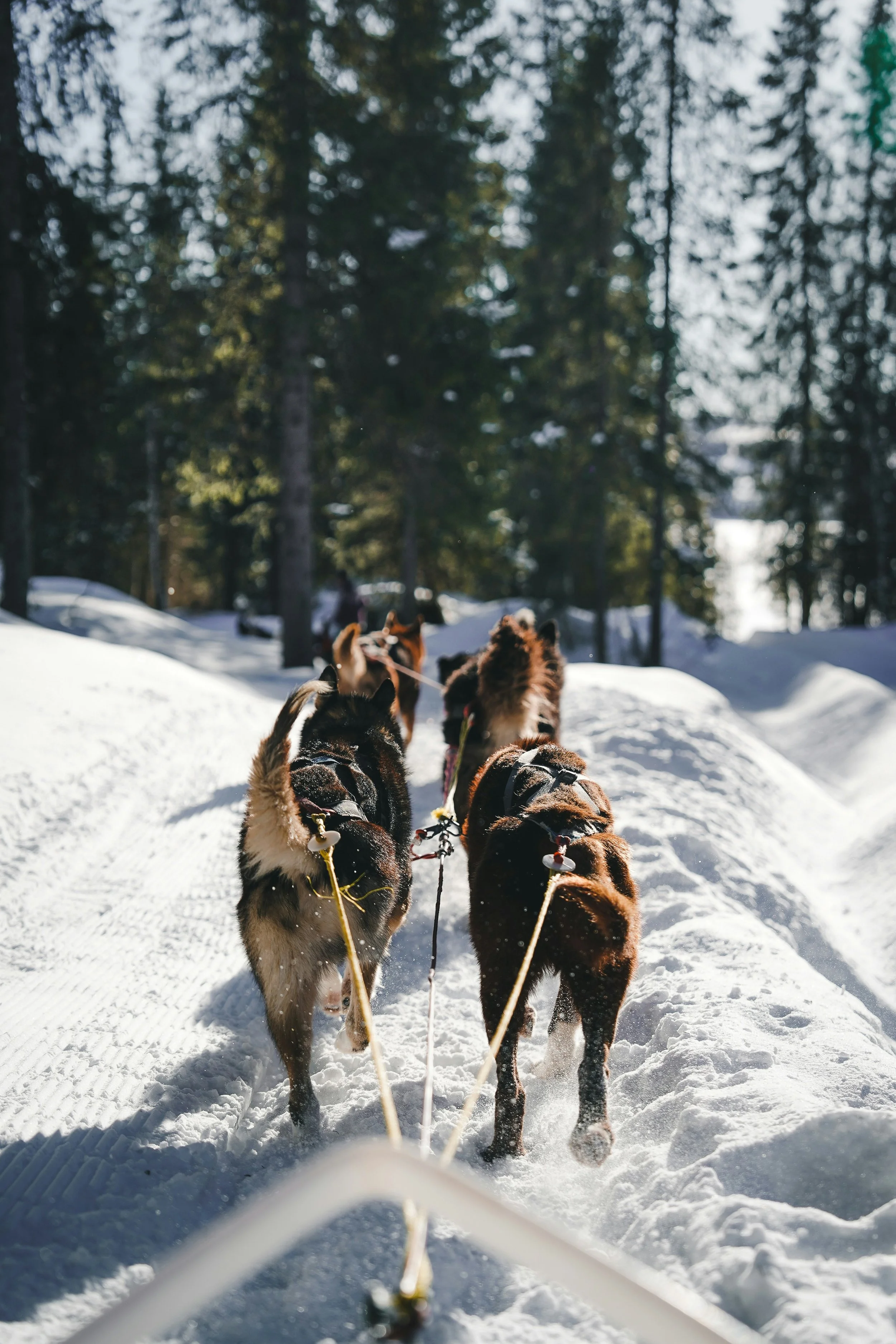 A team of husky dogs pulling a sled through a snowy forest during daytime.