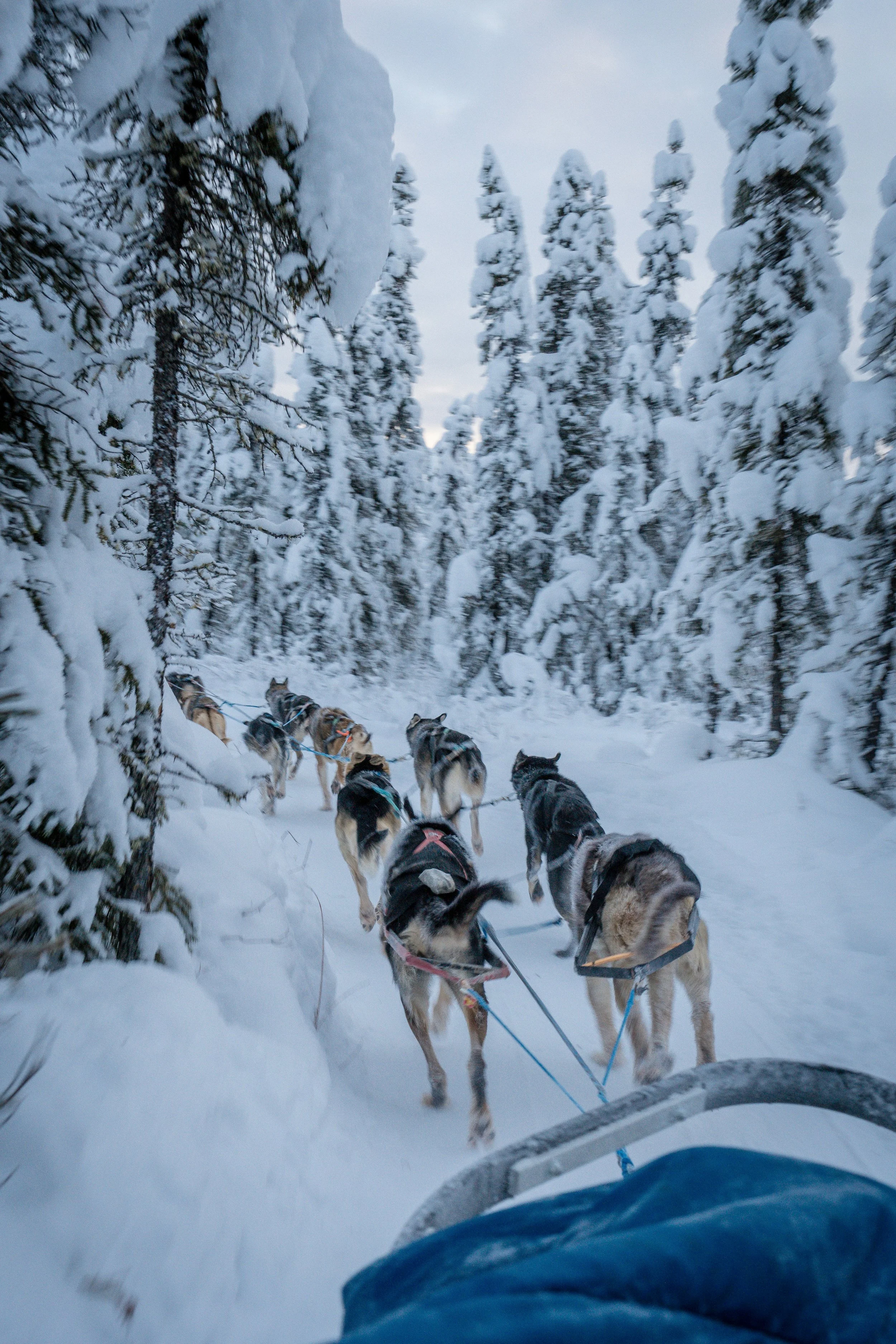 A team of sled dogs pulling a sled through a snow-covered forest with tall, snow-laden trees on a winter day.