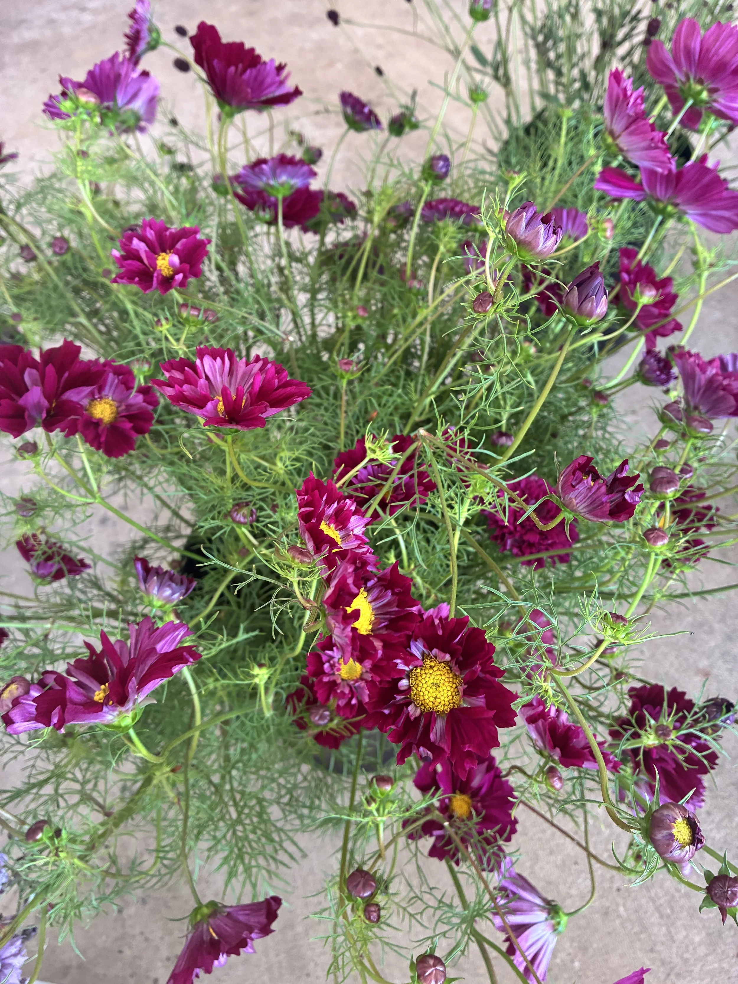 IMG_0852.jpeg