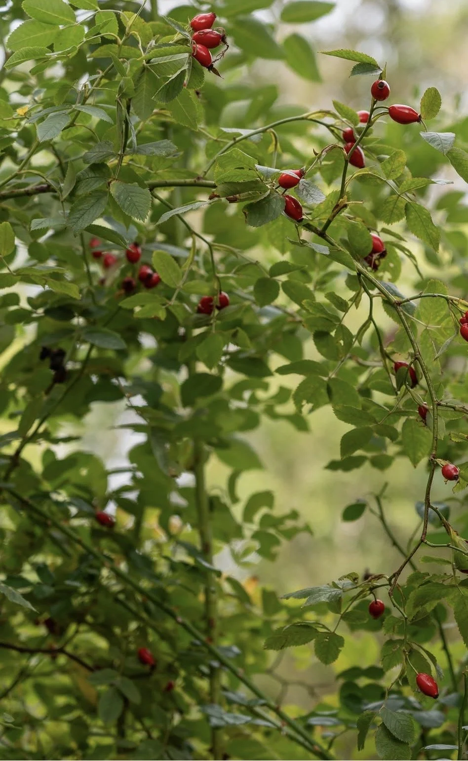 Red berries growing on green leafy shrub branches.