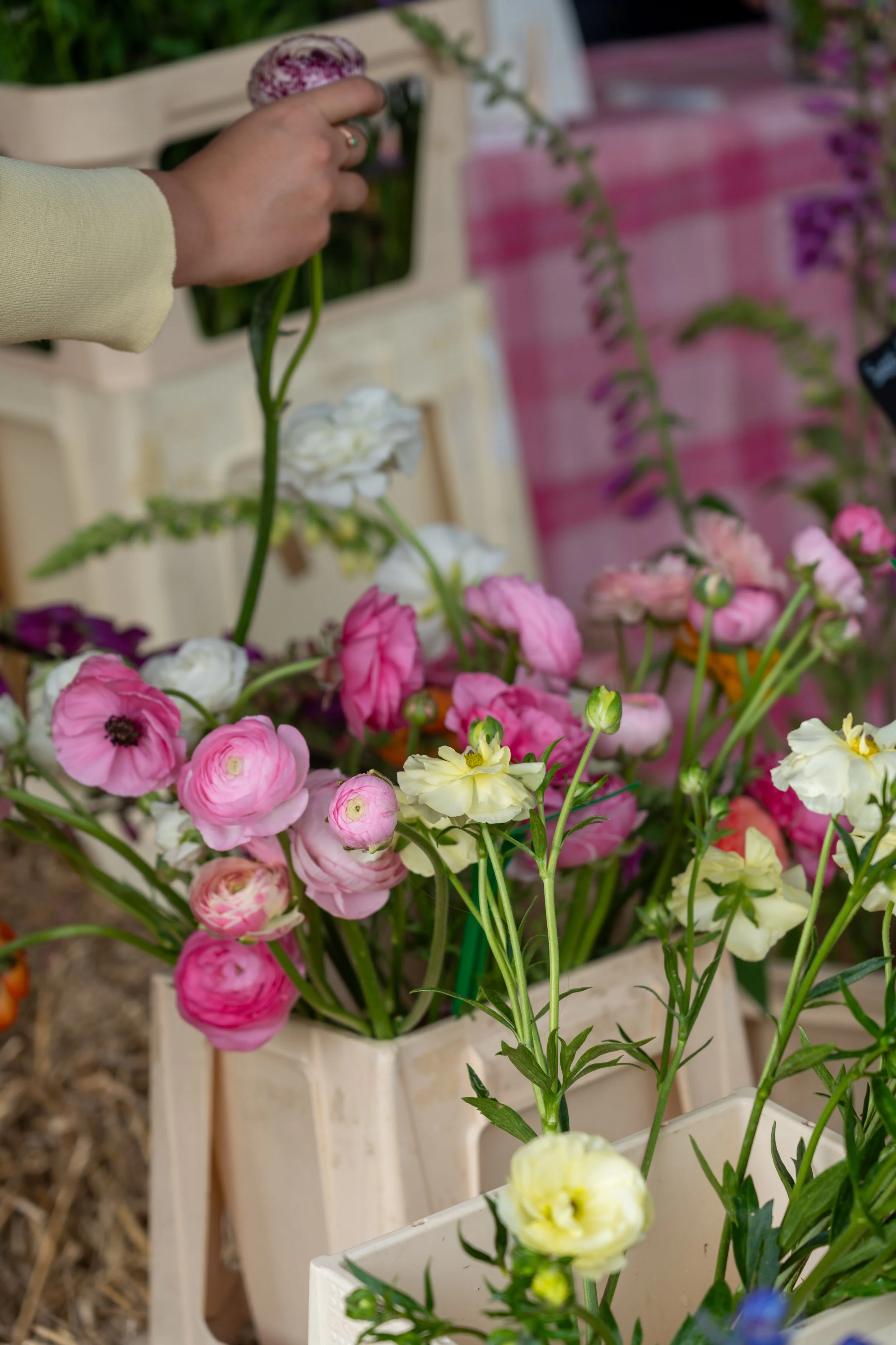 A hand holding a pink and white flower over a display of various colorful flowers in baskets at a flower market.