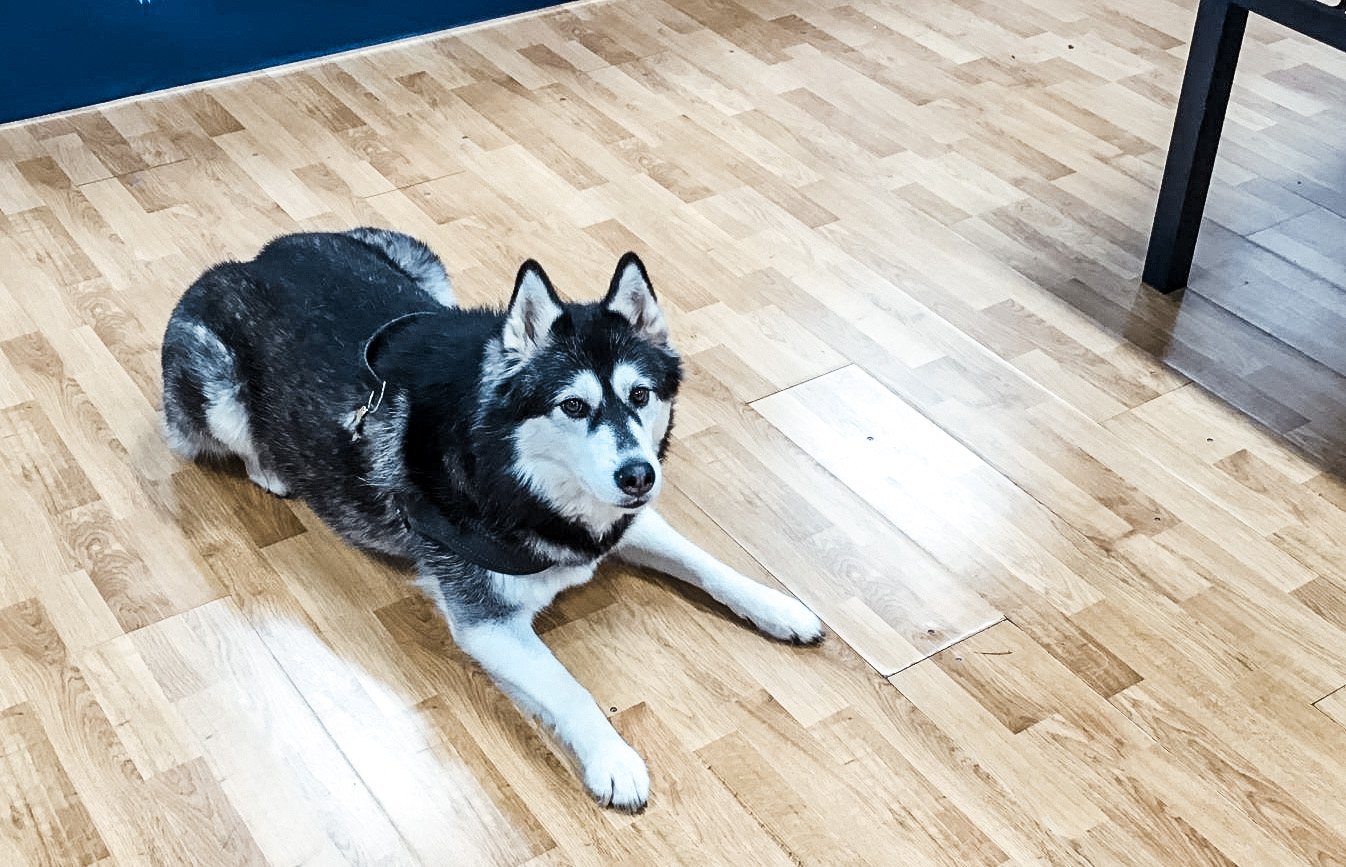 Husky hund ligger på trægulv indendørs.