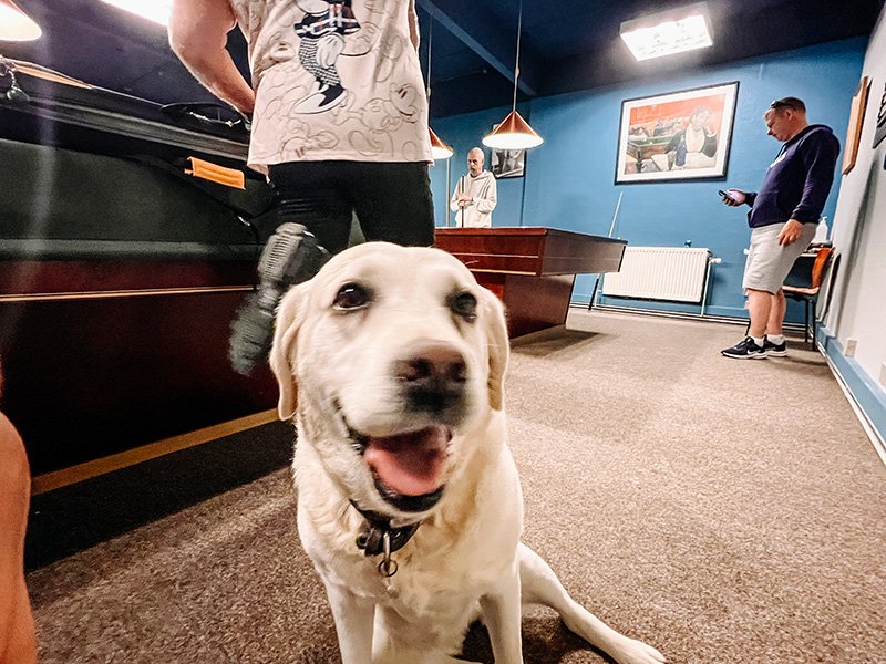 En glad hund sidder i en indendørs billiard- eller poolhal med to mennesker i baggrunden, der bruger deres telefoner, og et maleri på væggen.