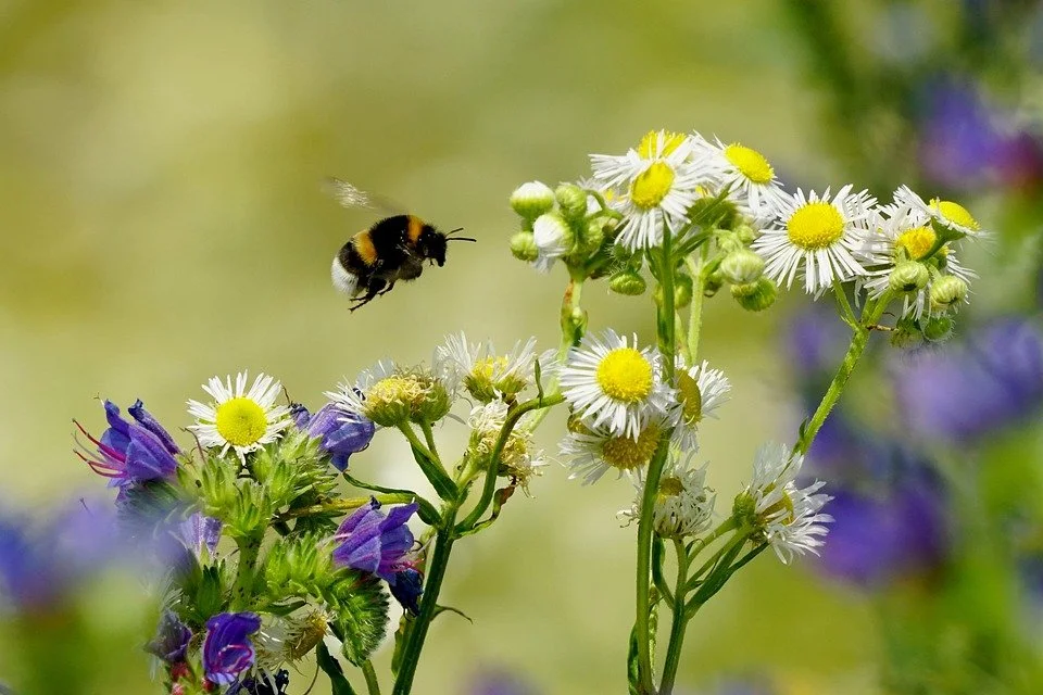 Air pollution is not just harmful to humans - it's also changing the gut of British bumblebees.