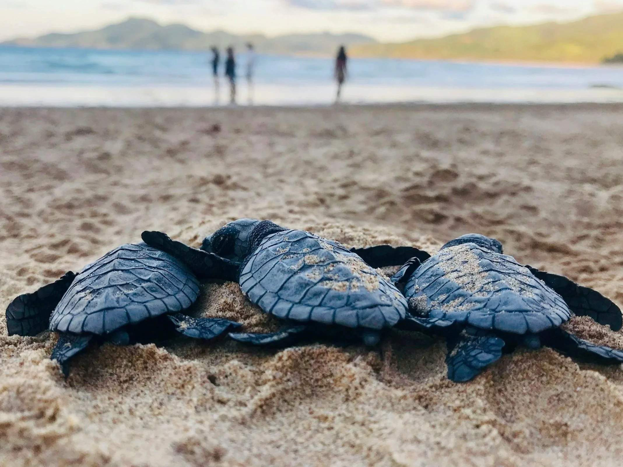 High Seas Treaty: A New Era for Ocean Protection