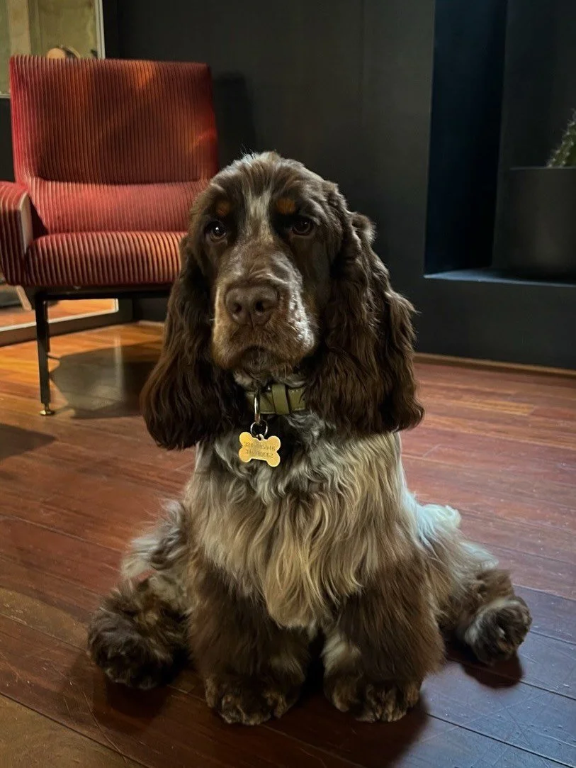 Le clienti lo sanno: le sedie di Glow sono anche sue.
Auguri Ciro 🤍+3 

#glowhairbeyond #mascotte