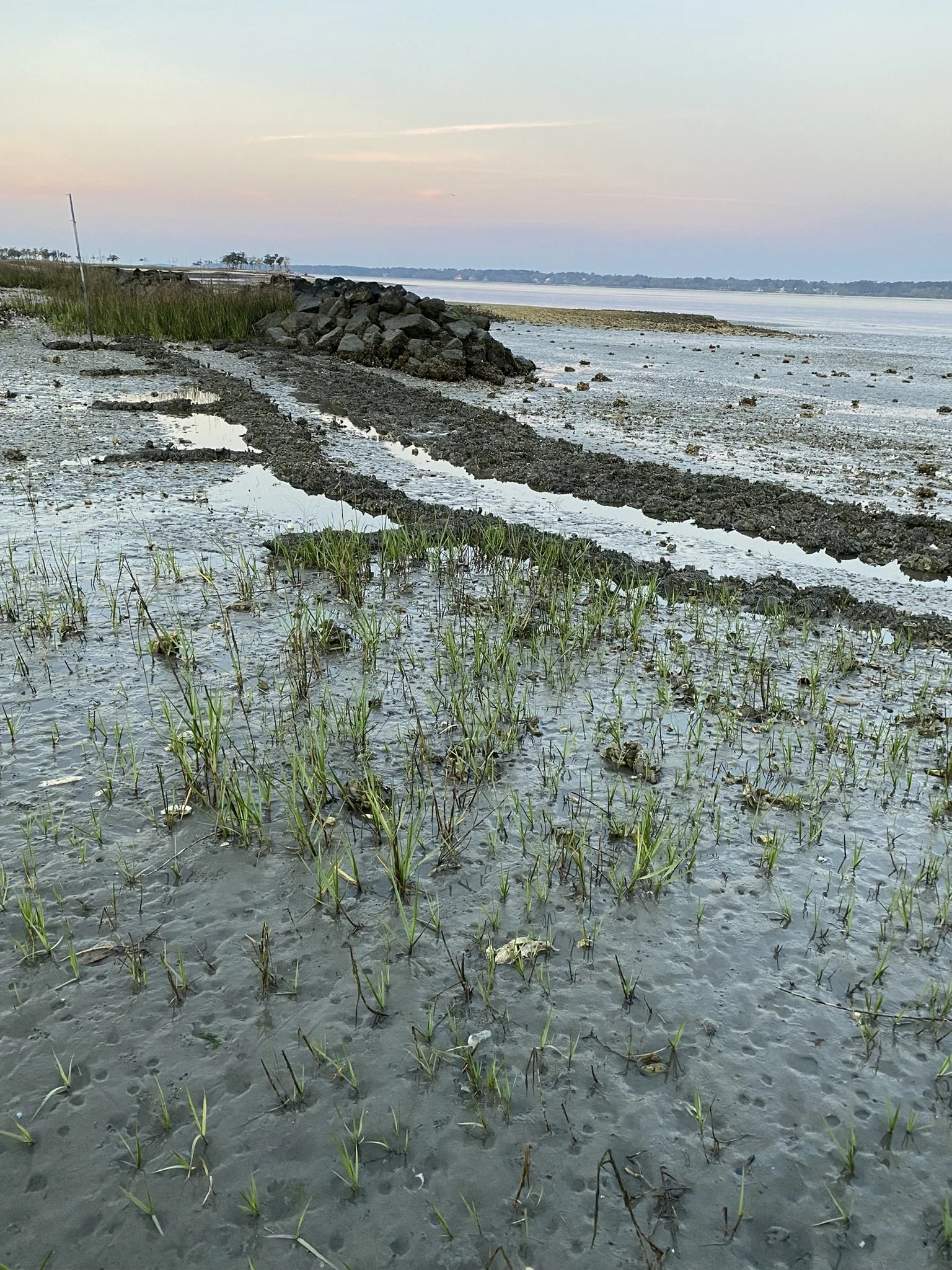 A muddy shoreline with small pools of water and young green grass emerging, a string of rocks, and a large body of water with a distant tree line in the background at sunset.