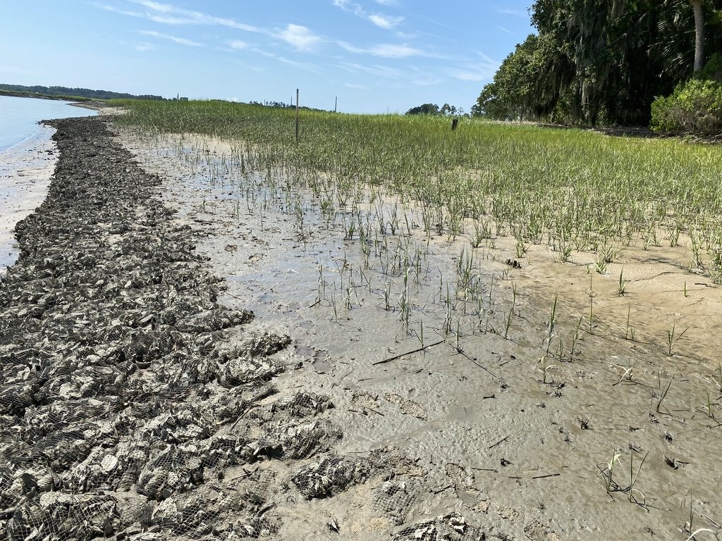 Beach shoreline with muddy area, some grass, and a line of trees in the distance under a partly cloudy sky.