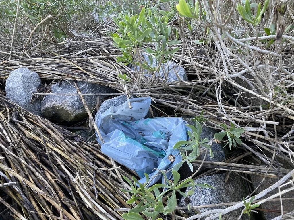 A plastic bag caught among rocks and dry twigs in a natural outdoor setting with small green plants.