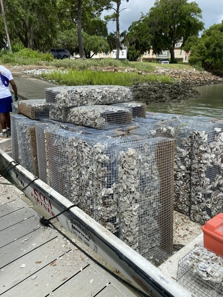 Cages filled with oyster shells on a boat dock near a shoreline with trees and houses in the background.