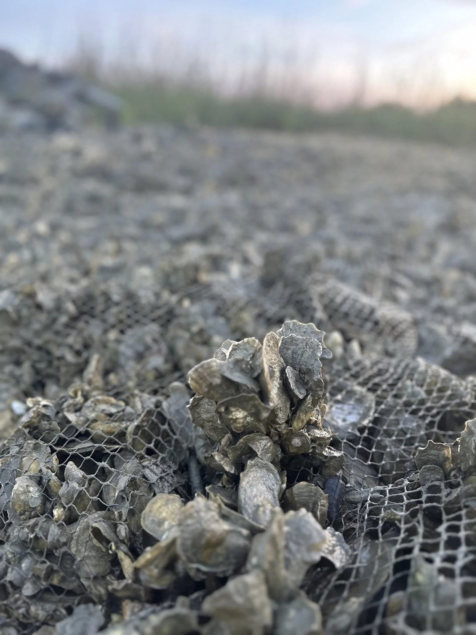 Close-up of a pile of oyster shells with mesh netting, blurred background with sky and trees.