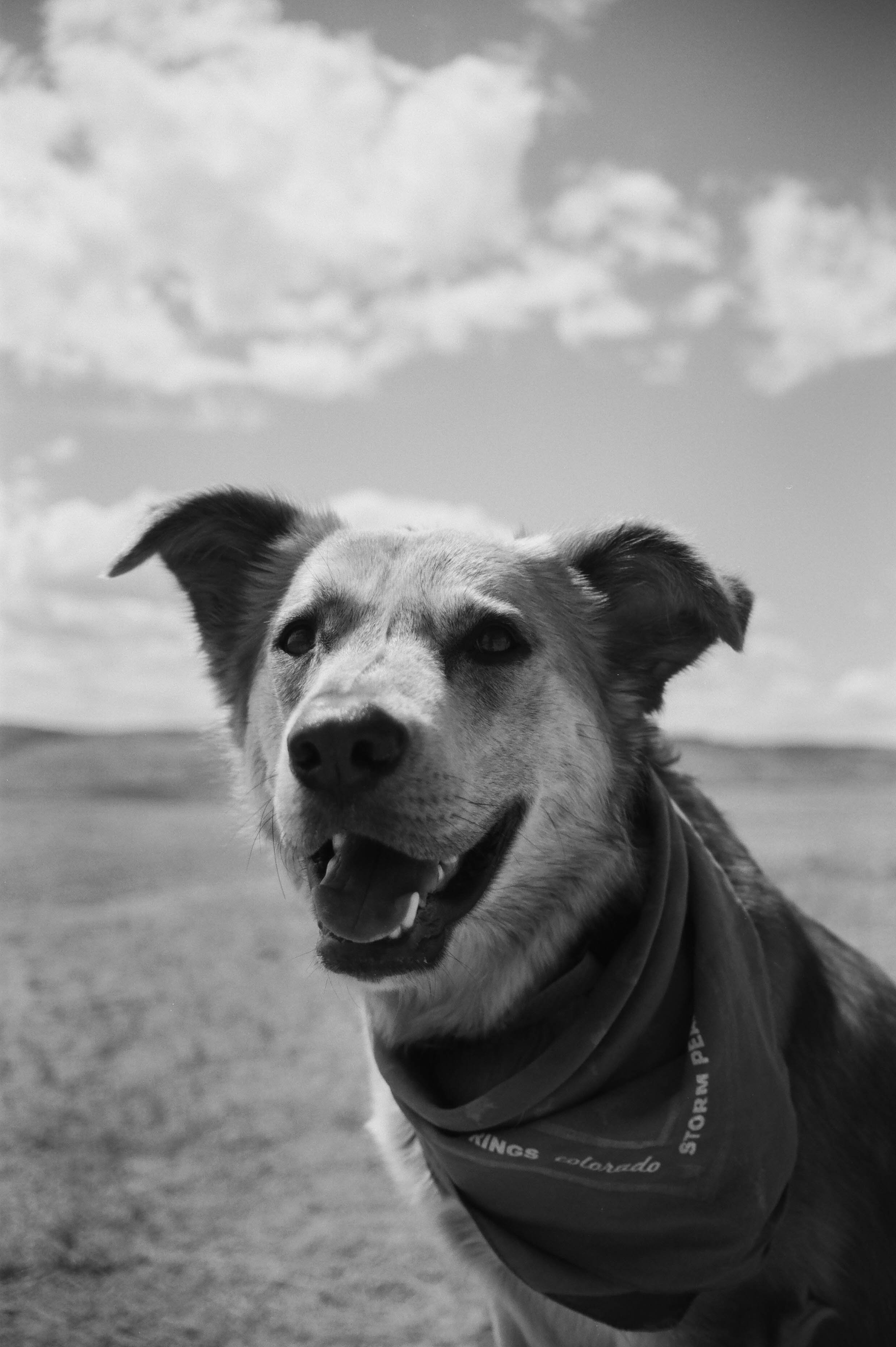A happy dog with a bandana around its neck standing outdoors on a grassy field, under a partly cloudy sky.